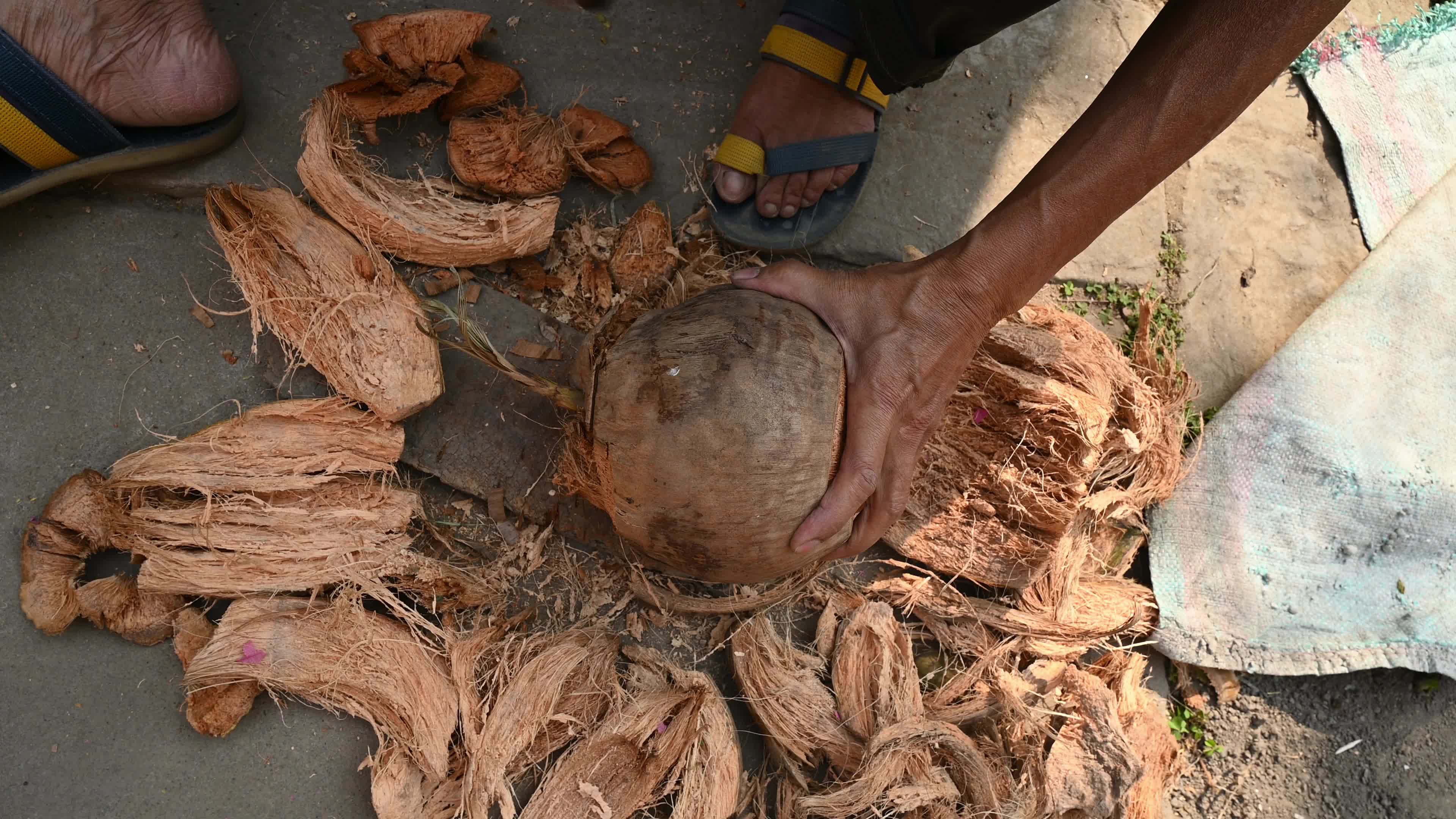 Coconut production - Agriculture in India