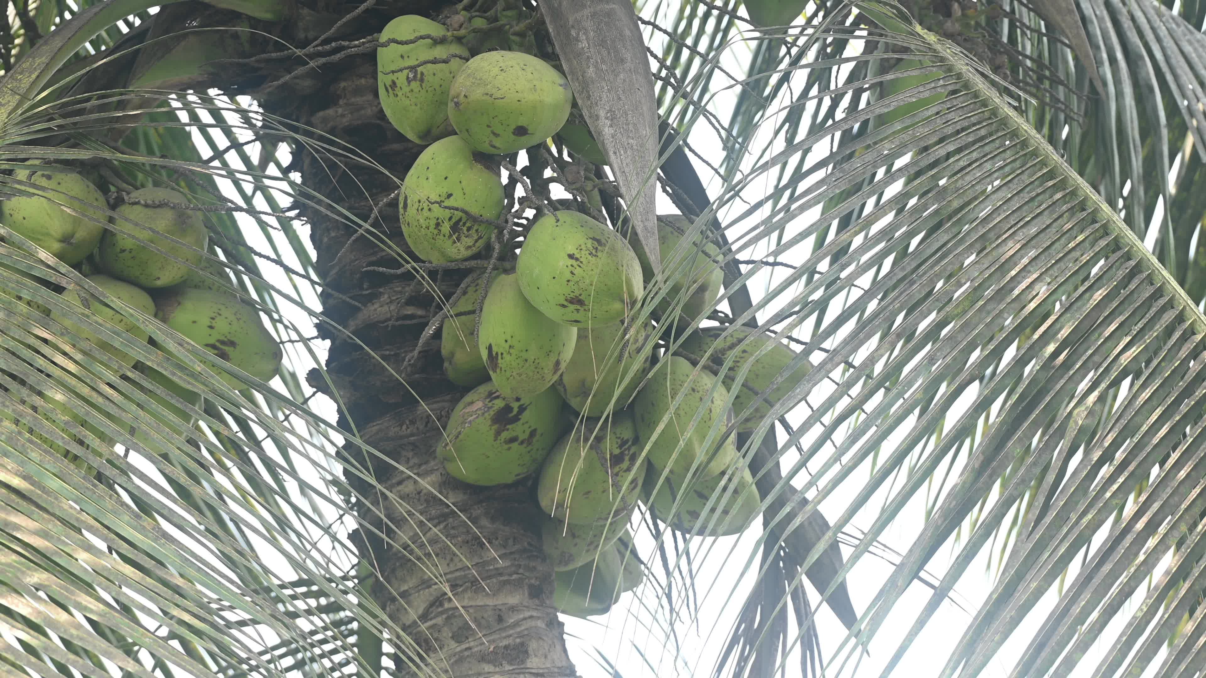 Coconut production - Agriculture in India