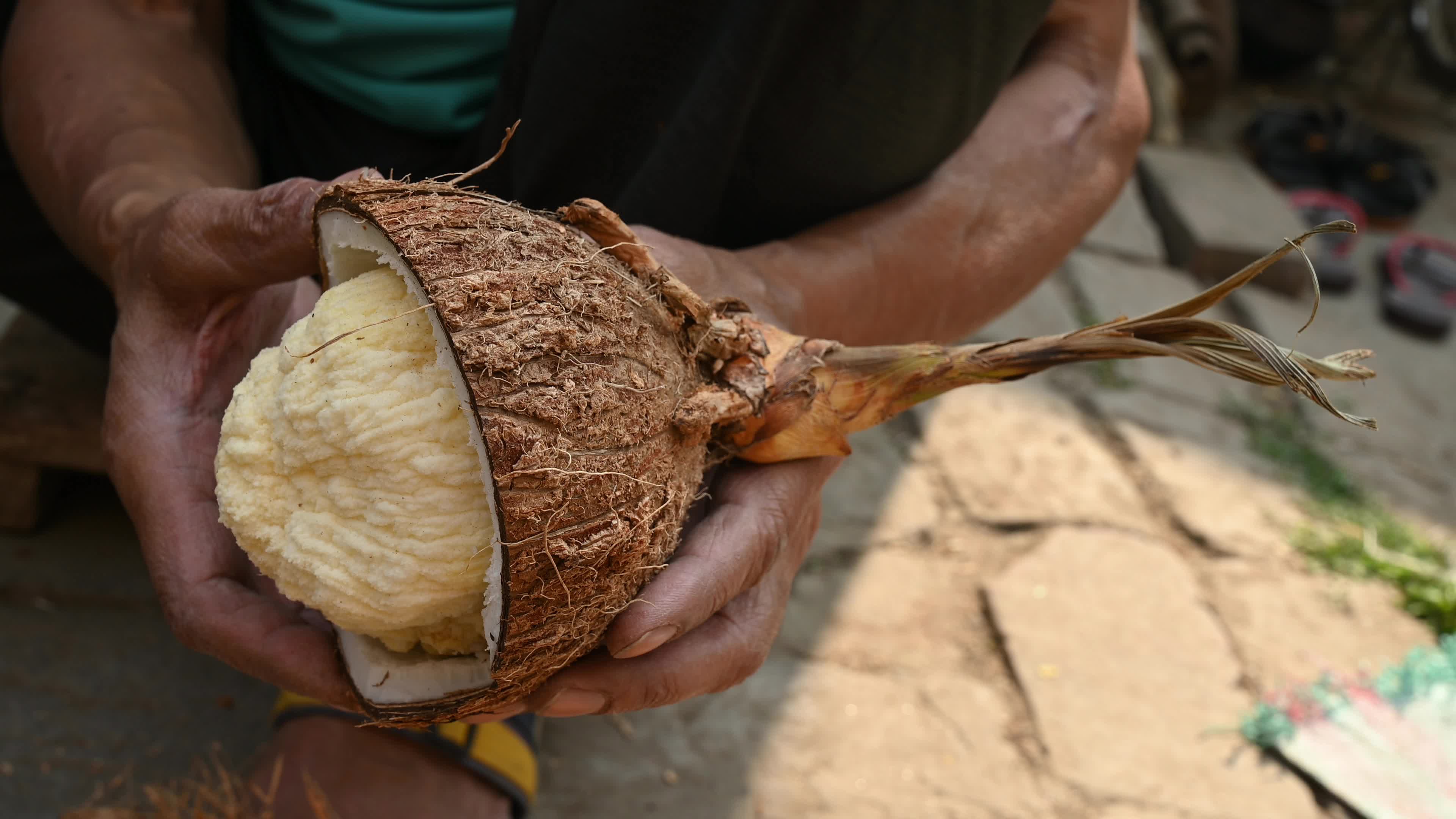 Coconut production - Agriculture in India
