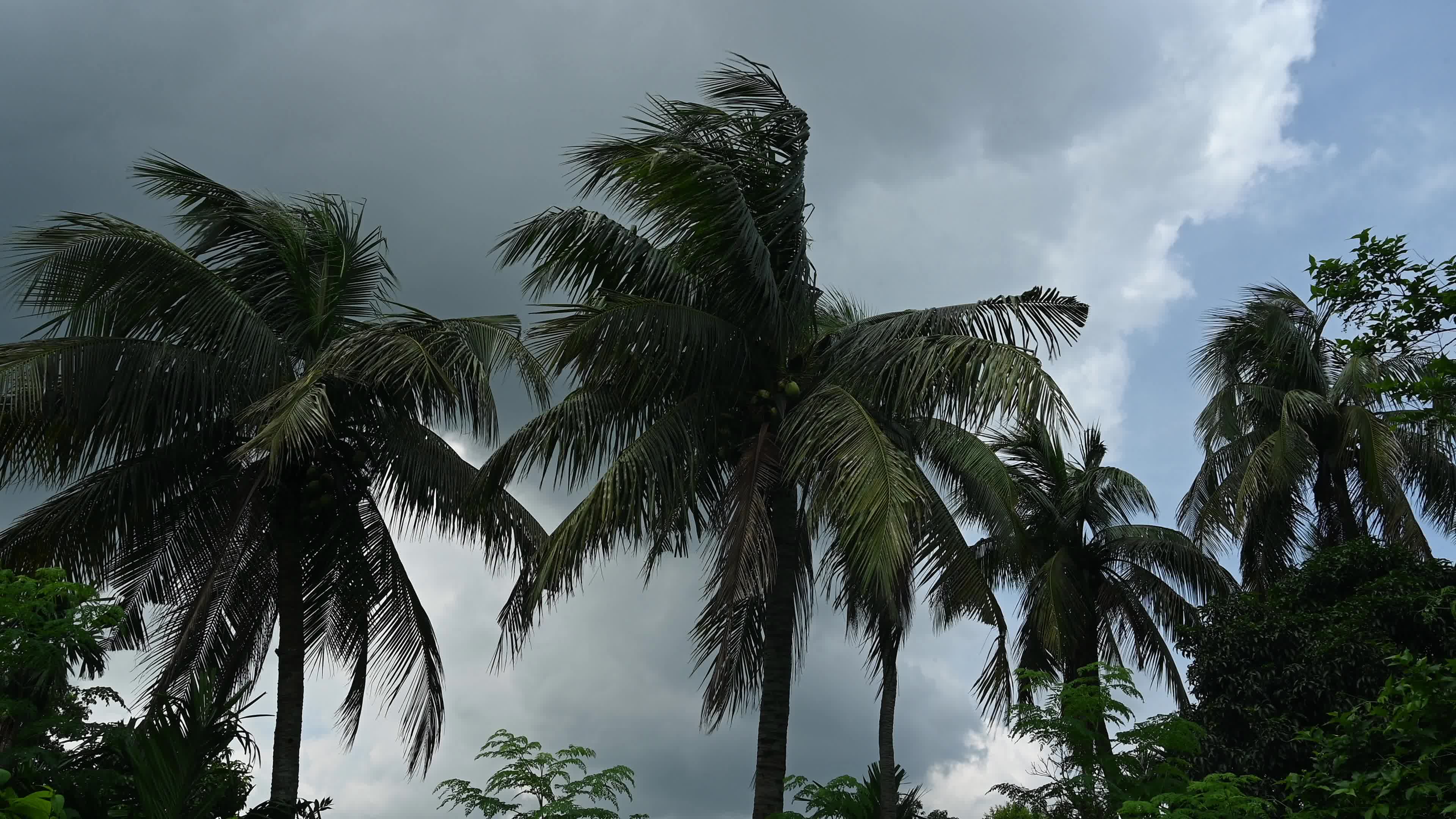 Coconut production - Agriculture in India
