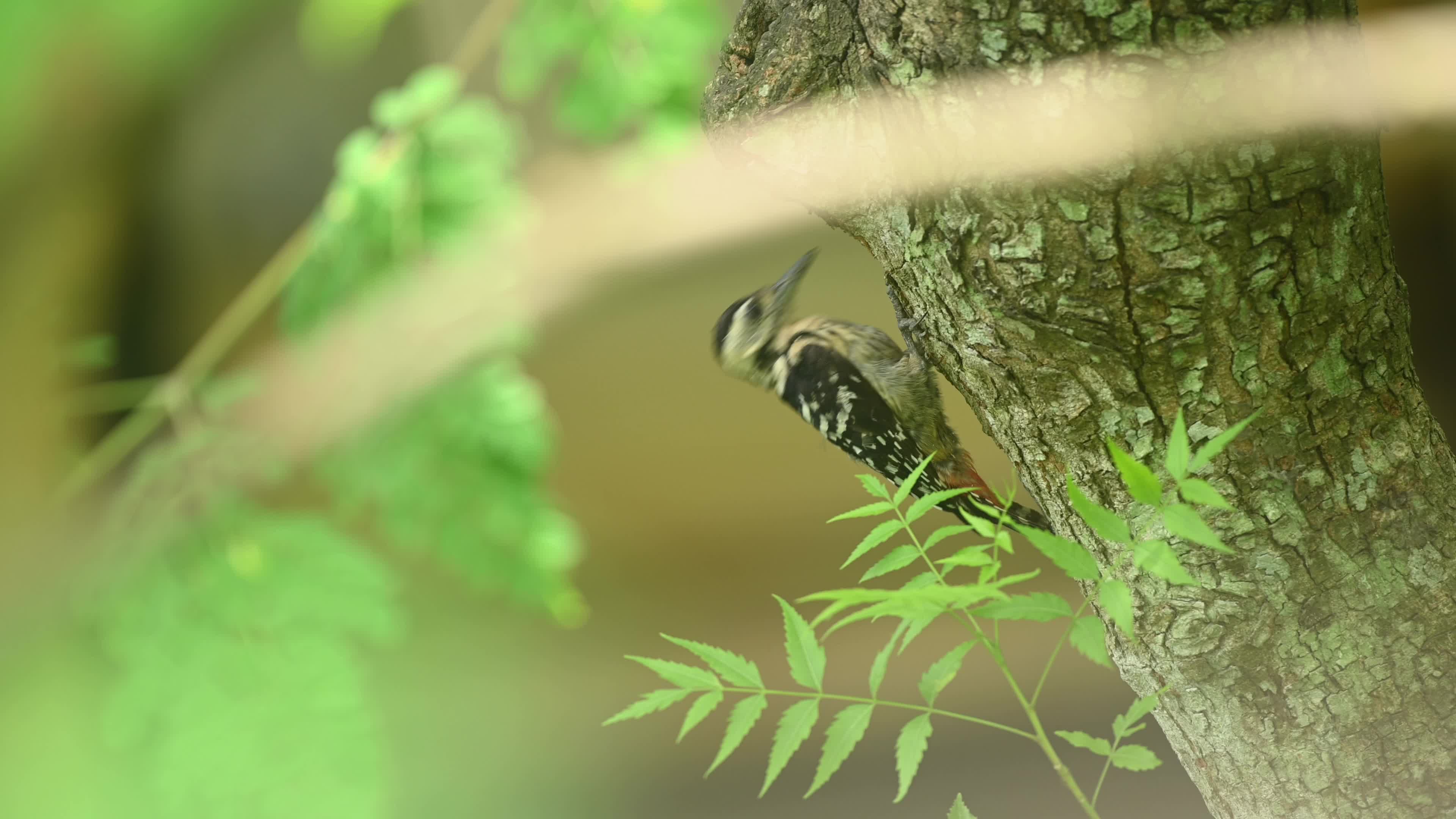 Fulvous-breasted Woodpecker - Animal India - Ecological Role - Insect Control - Biodiversity Indicator