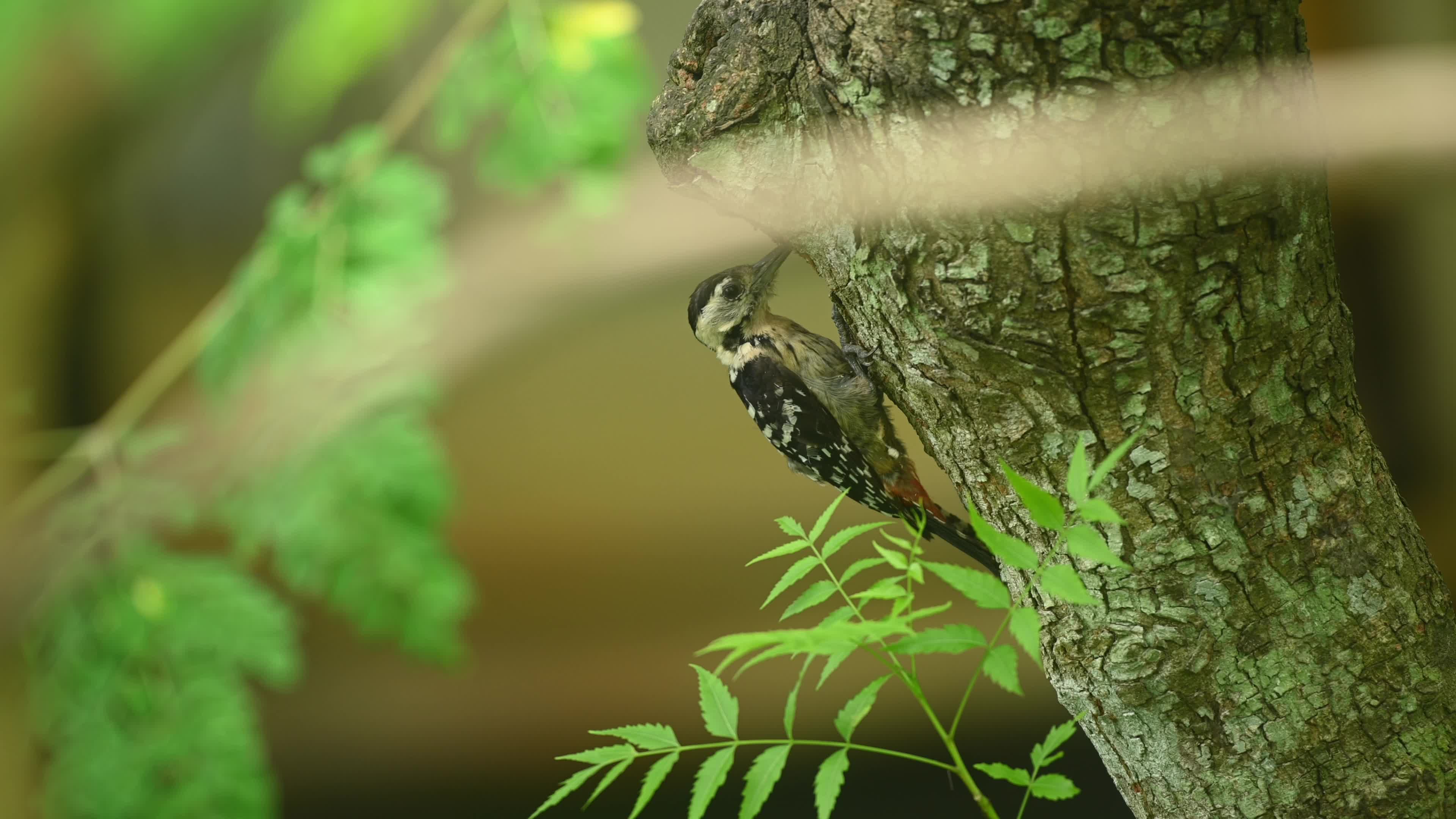 Fulvous-breasted Woodpecker - Animal India - Ecological Role - Insect Control - Biodiversity Indicator