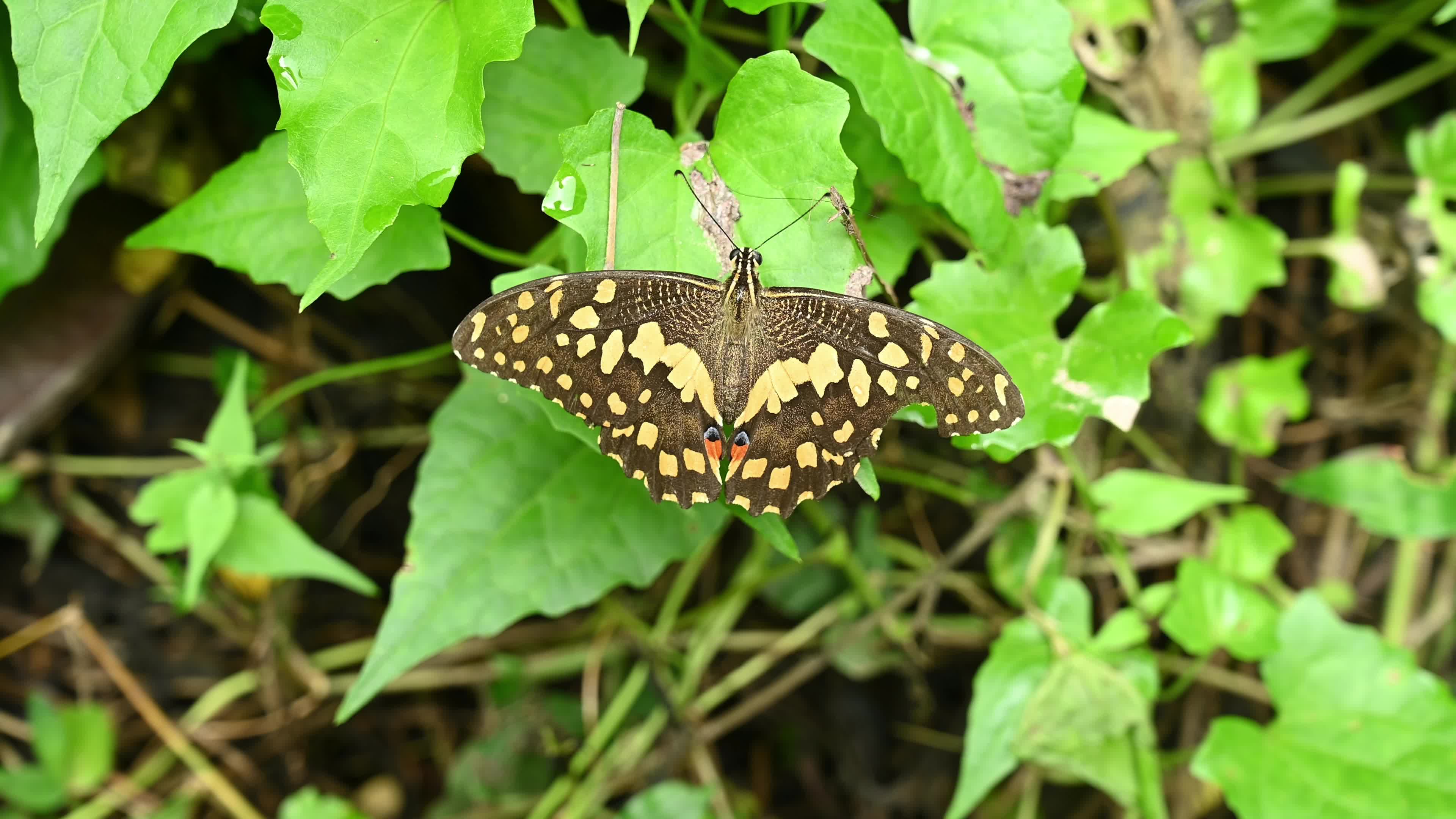 Lime butterfly - Papilio demoleus - Major agricultural pest - Animal India