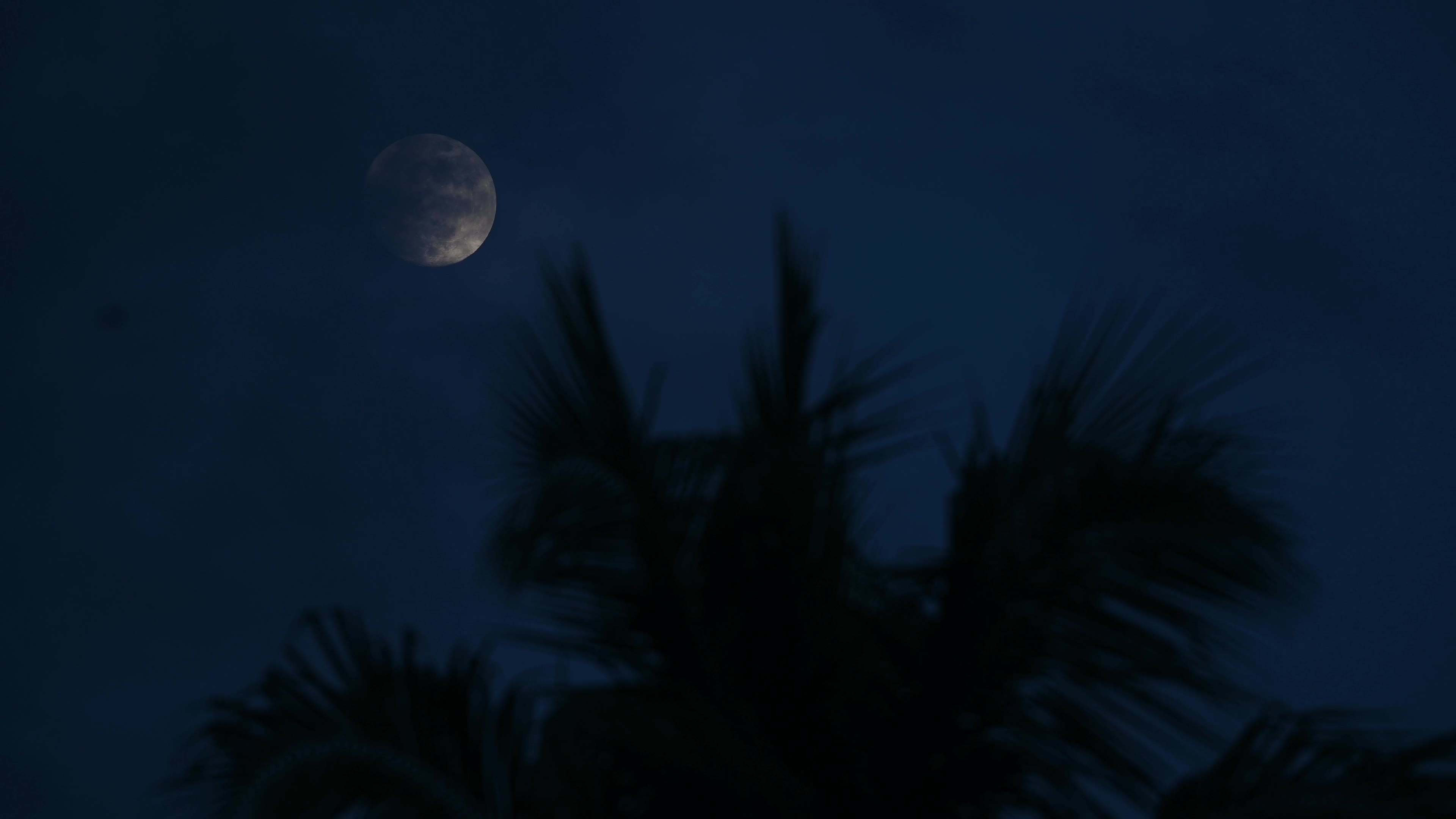 Waxing Gibbous moon on Coconut leaves