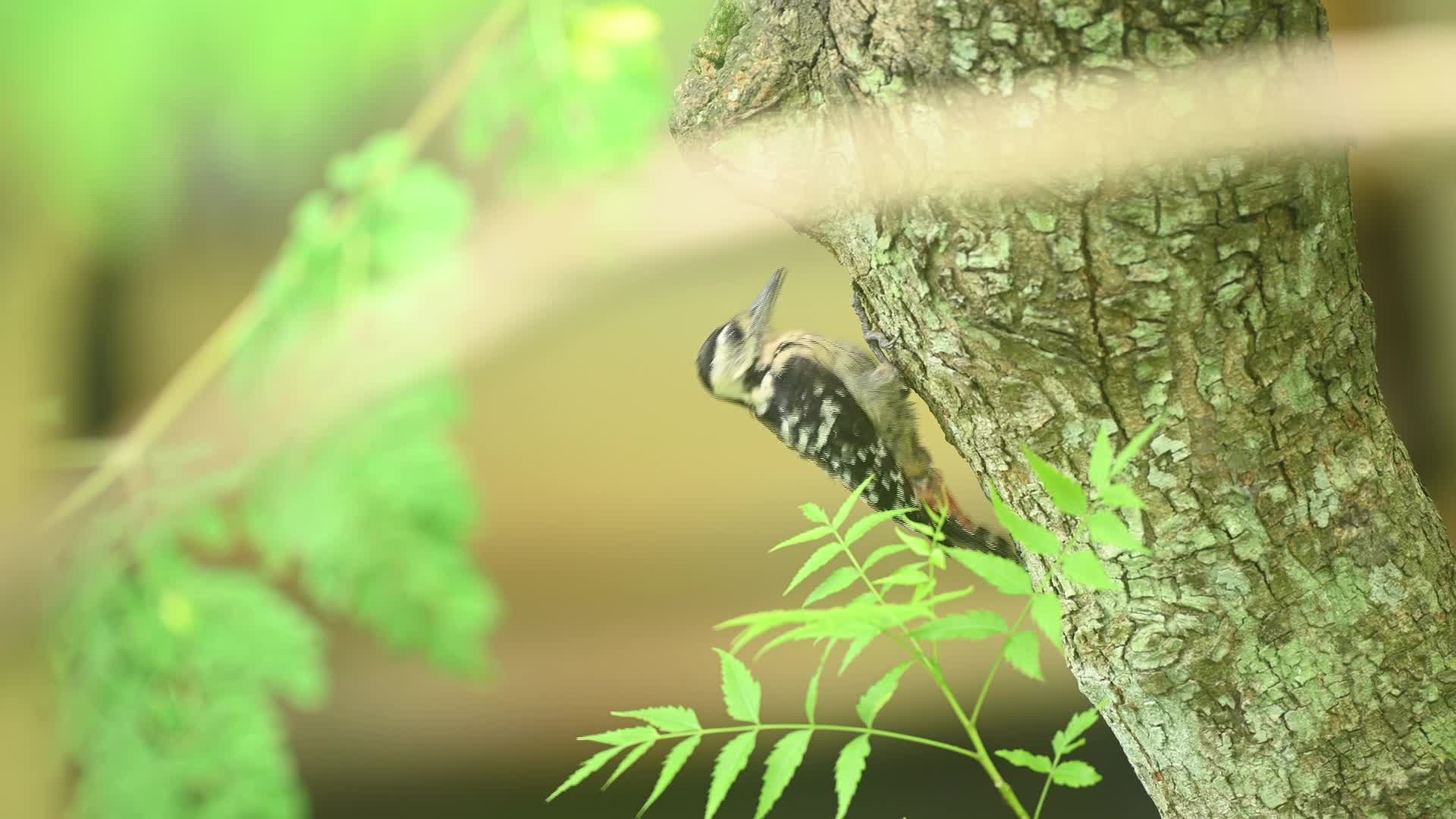 Fulvous-breasted Woodpecker - Animal India - Ecological Role - Insect Control - Biodiversity Indicator - 07/27/2026
