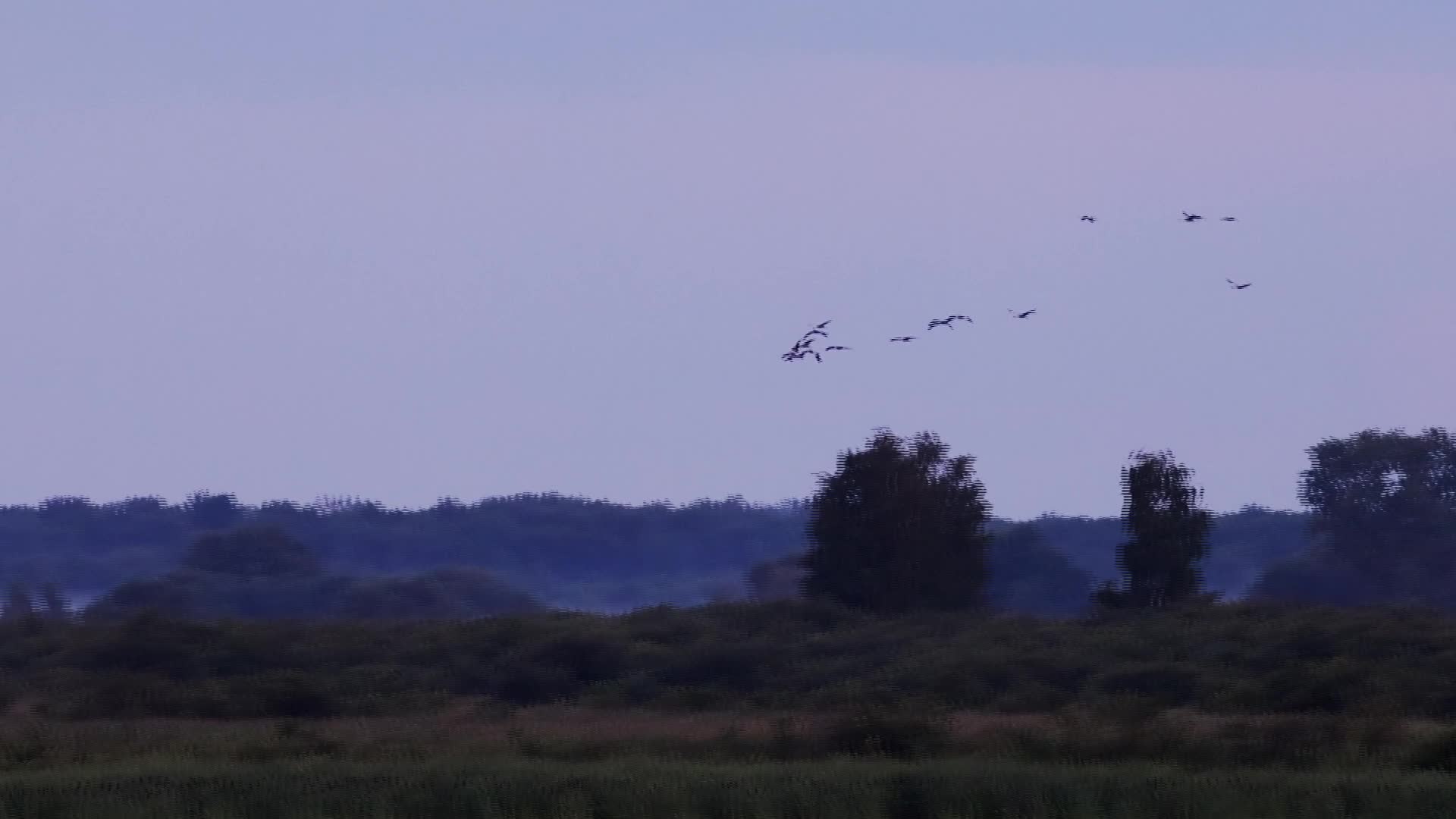 Wildlife in Polesie National Park in Poland - 07/24/2026