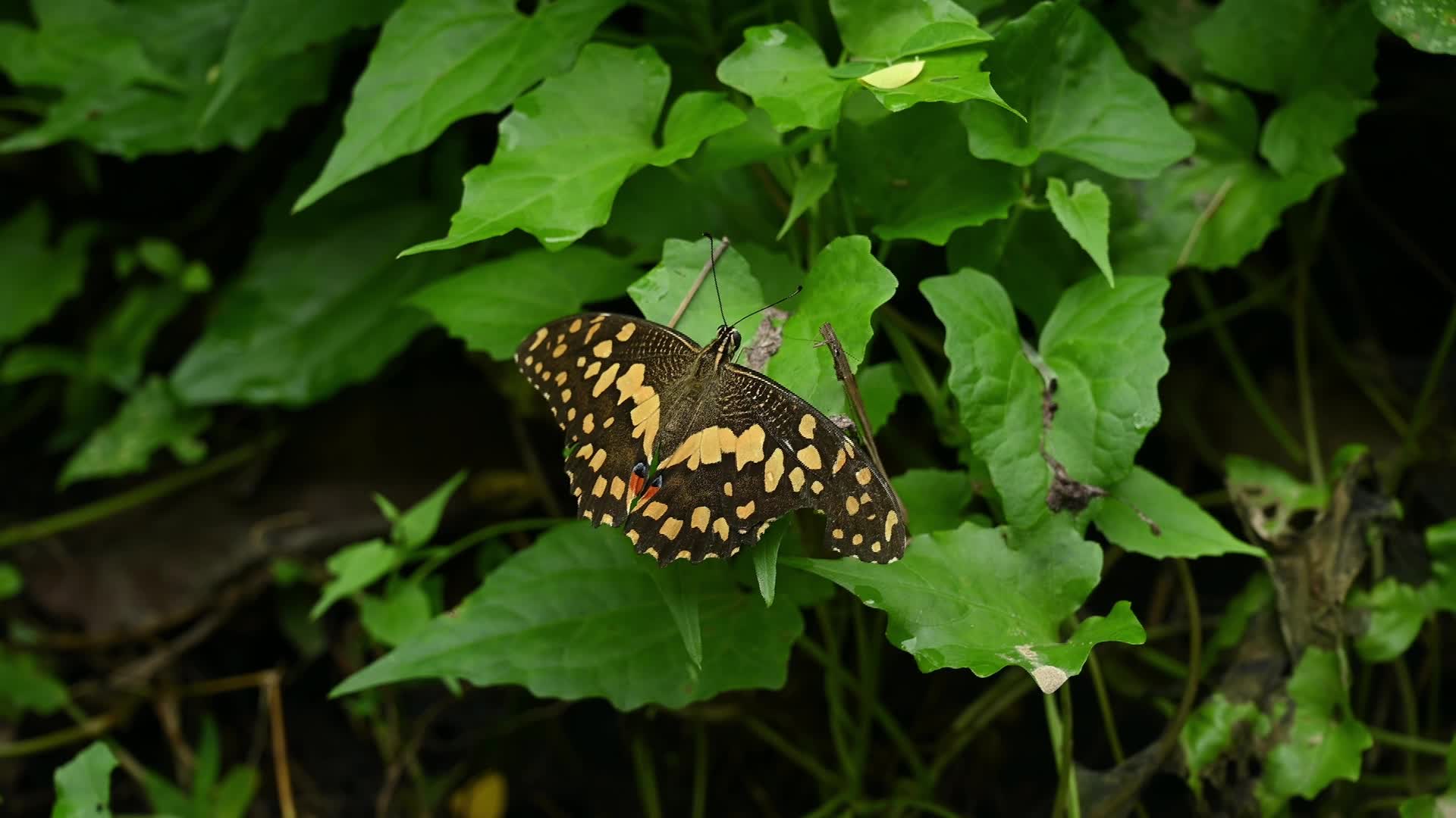 Lime butterfly - Papilio demoleus - Major agricultural pest - Animal India - 07/18/2026