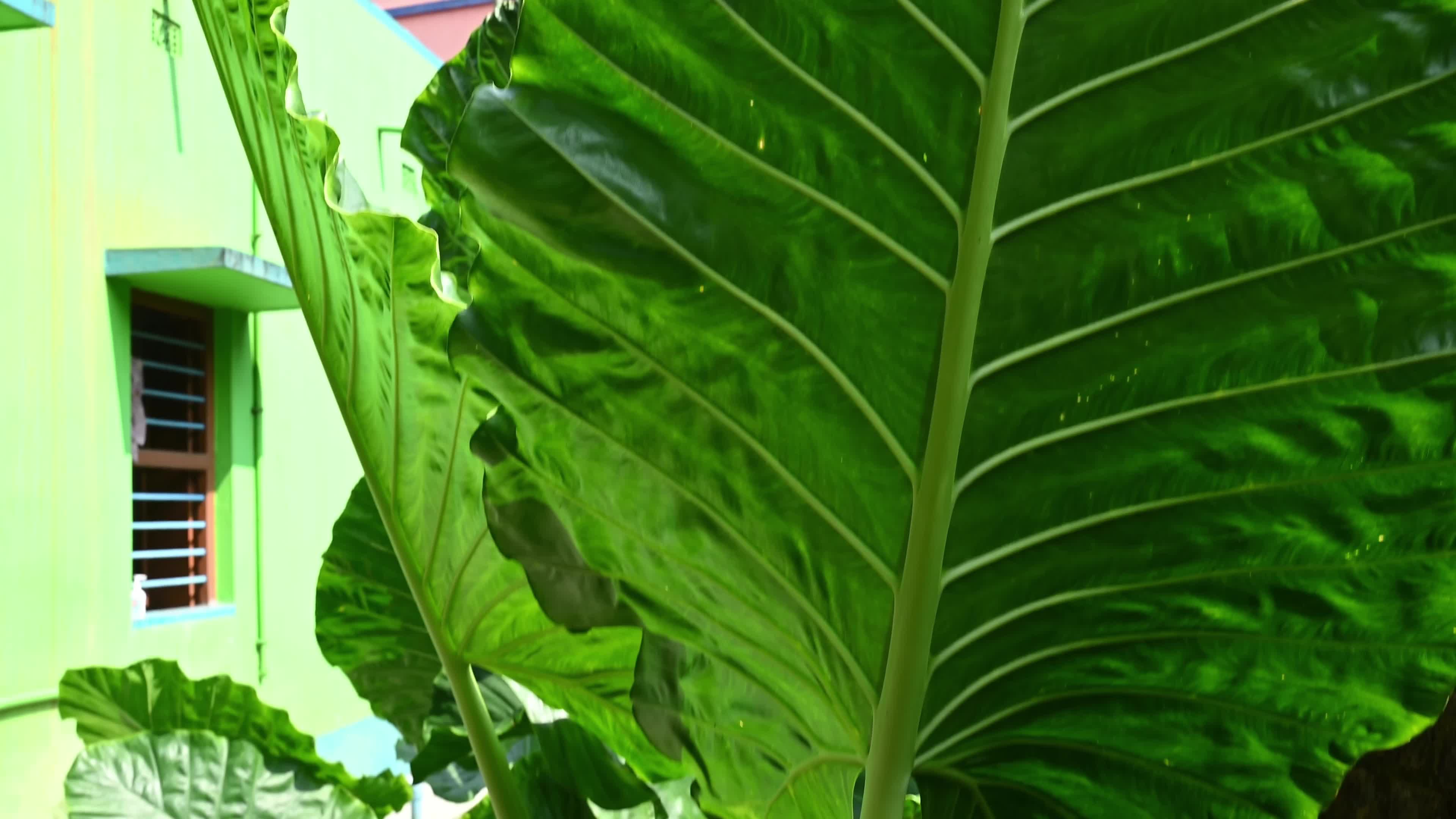 Giant taro - Alocasia macrorrhizos - Agriculture -  Traditional food
