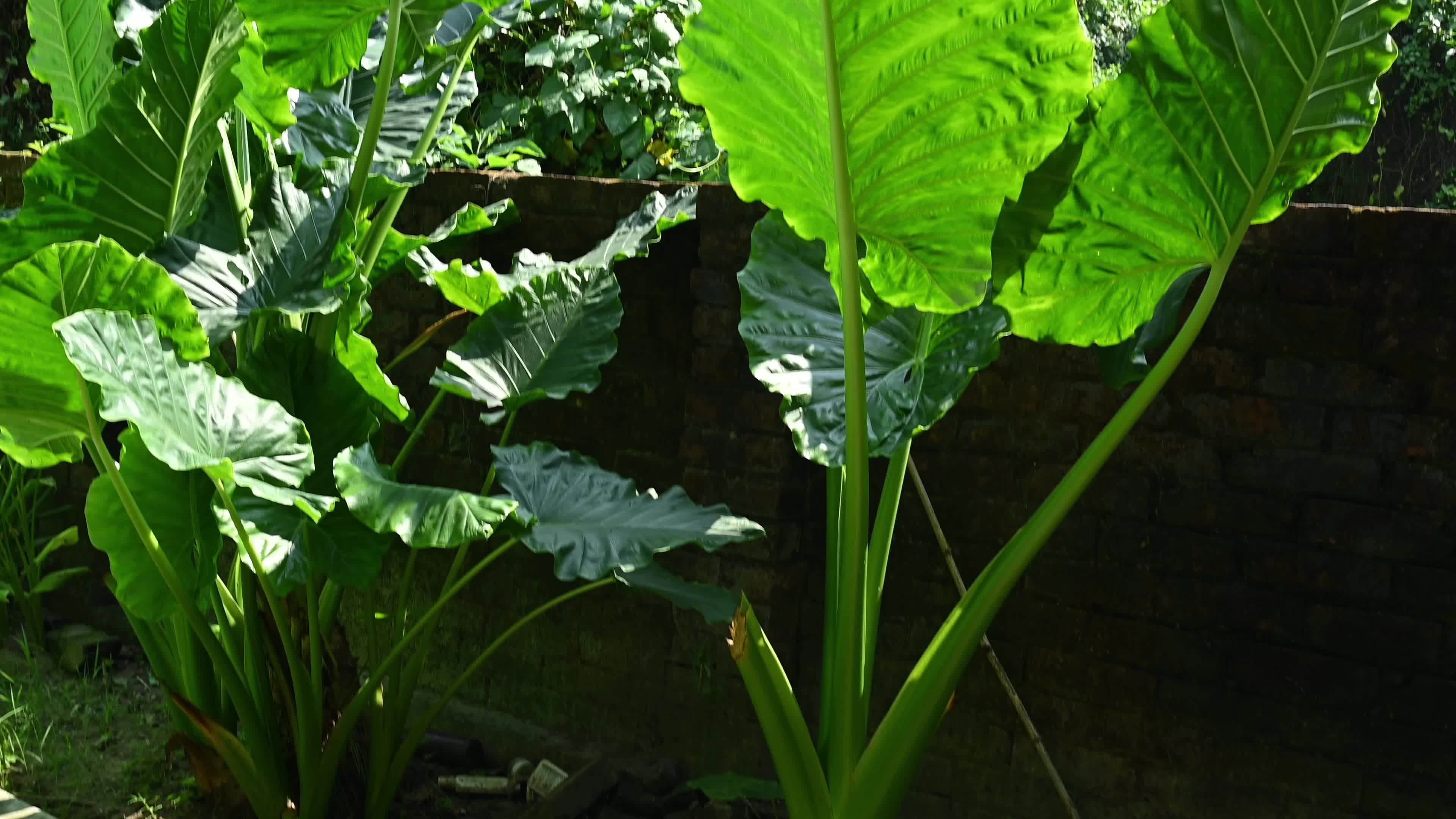 Giant taro - Alocasia macrorrhizos - Agriculture -  Traditional food