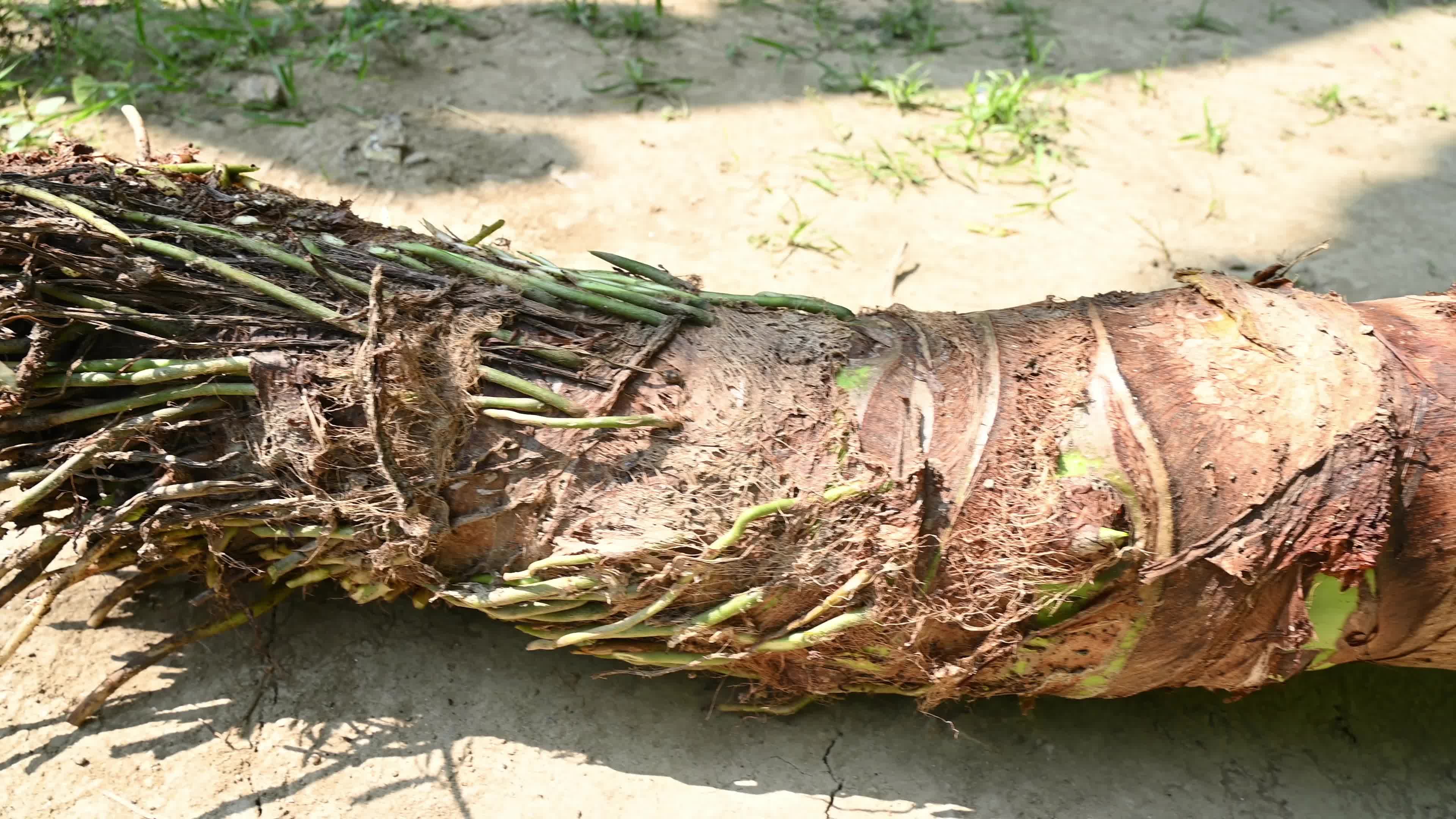 Giant taro - Alocasia macrorrhizos - Agriculture -  Traditional food