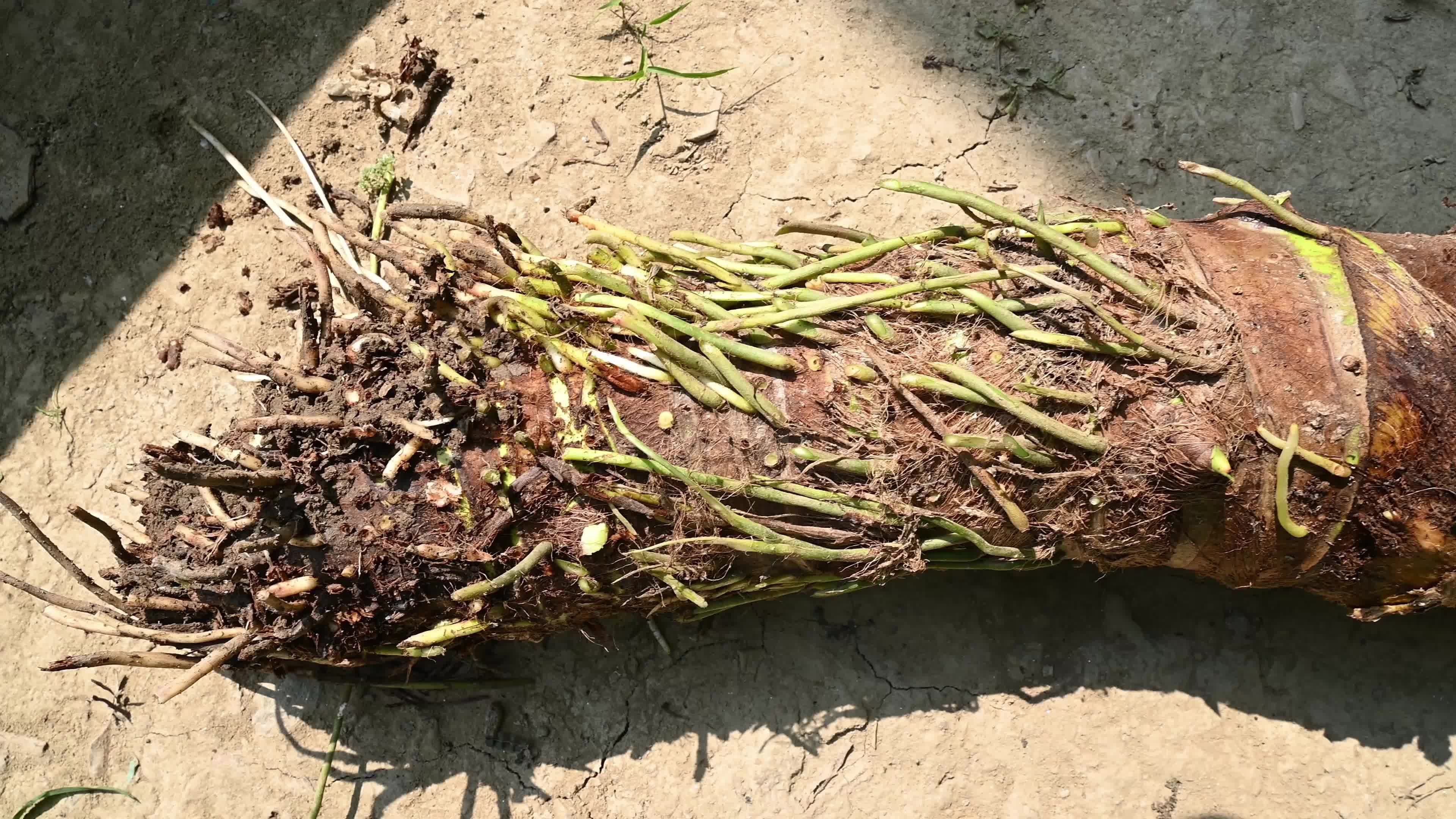 Giant taro - Alocasia macrorrhizos - Agriculture -  Traditional food