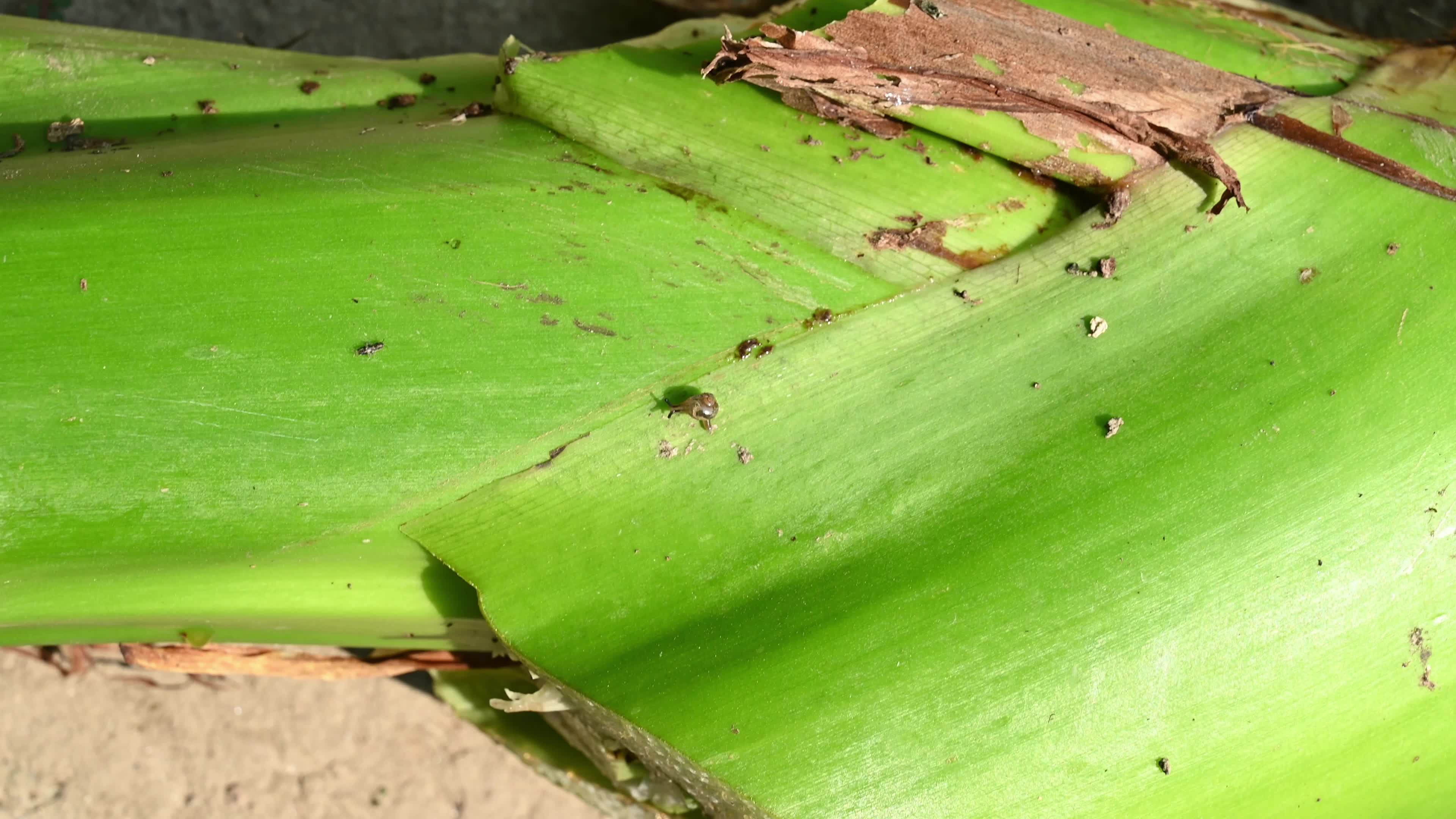 Giant taro - Alocasia macrorrhizos - Agriculture -  Traditional food