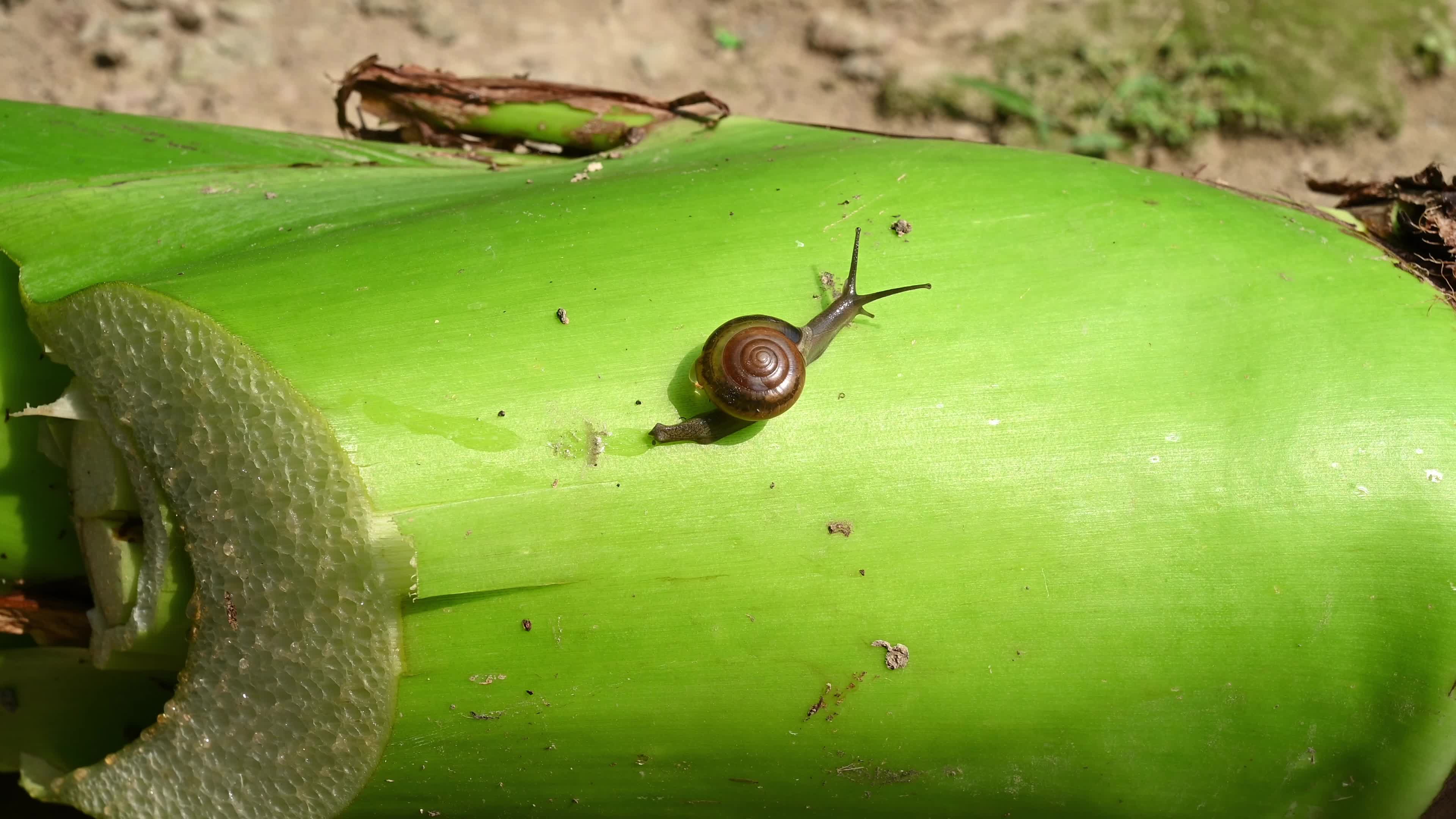 Giant taro - Alocasia macrorrhizos - Agriculture -  Traditional food