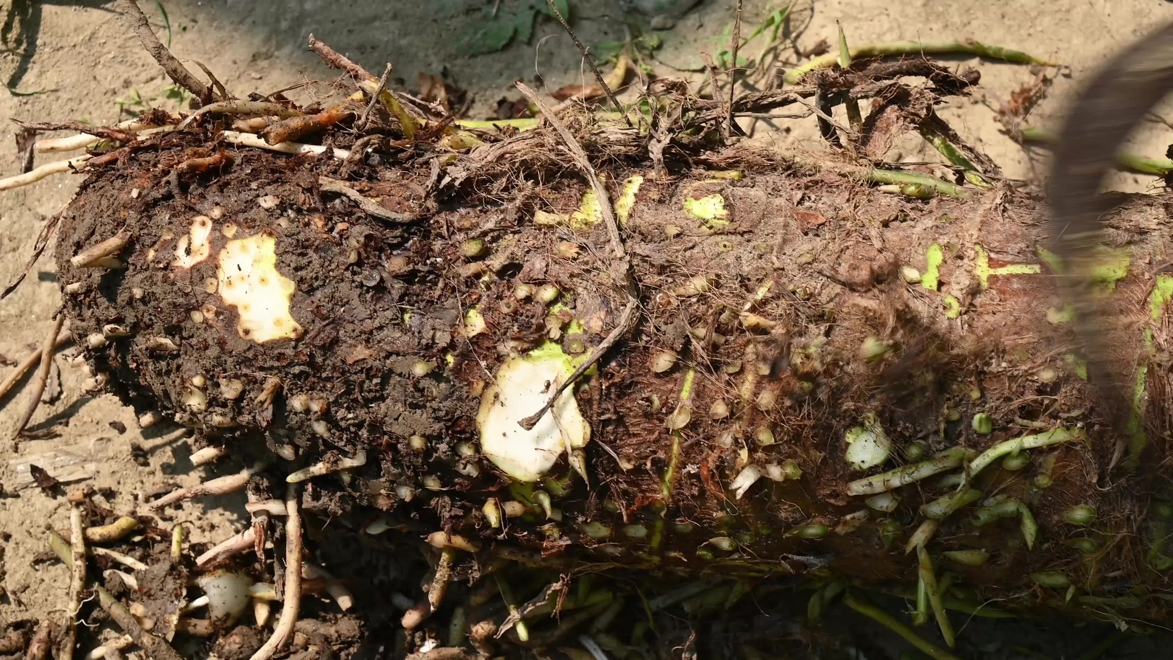 Giant taro - Alocasia macrorrhizos - Agriculture -  Traditional food