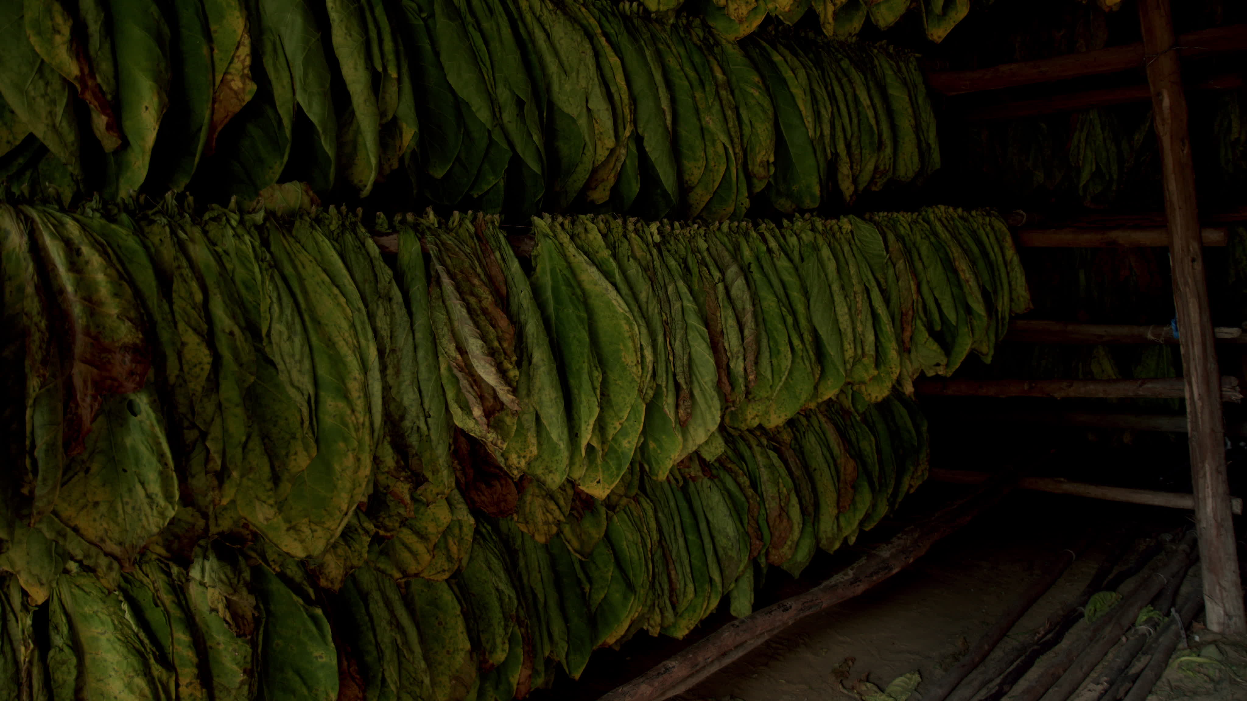 Daily Life In Vinales