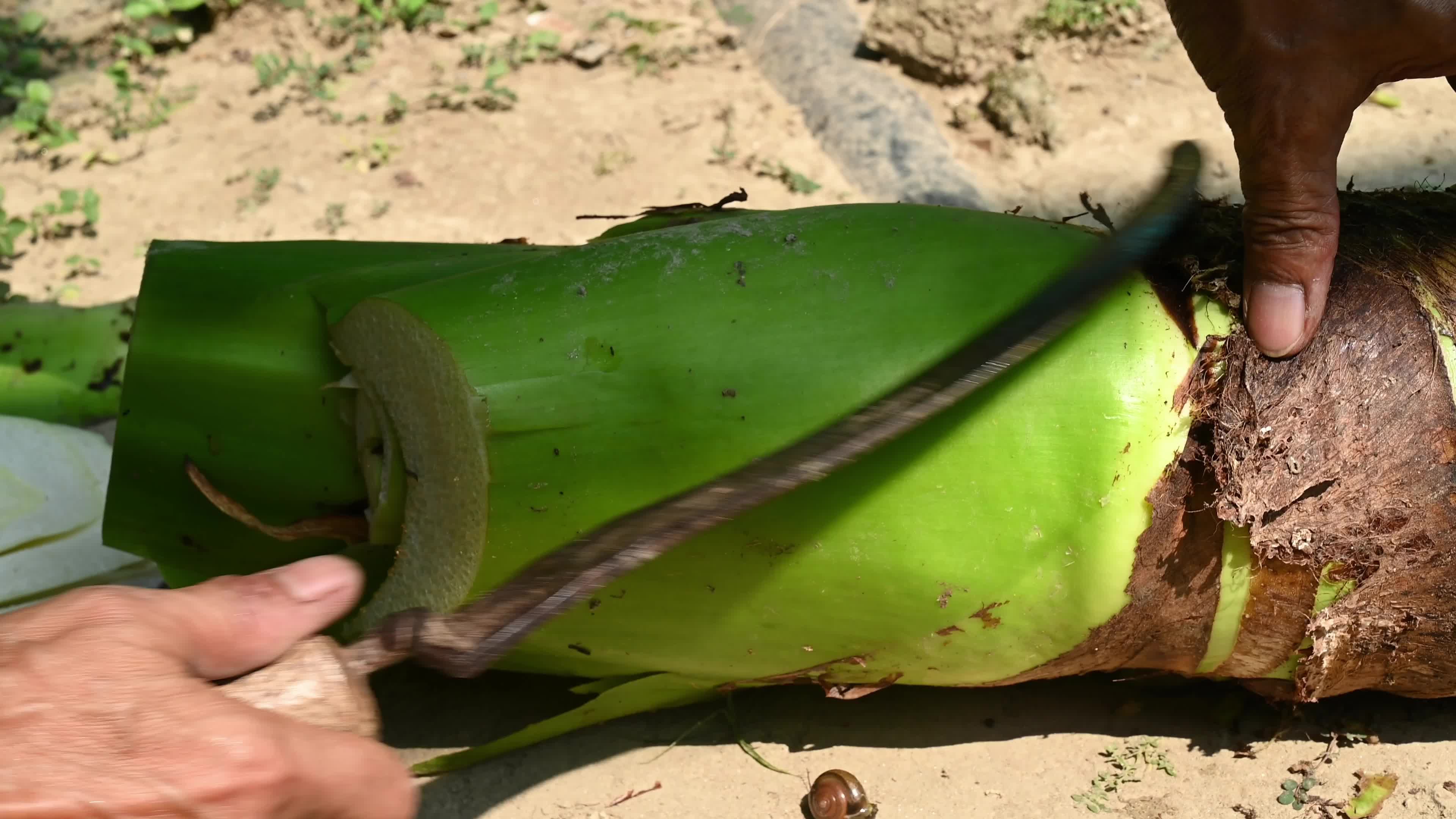 Giant taro - Alocasia macrorrhizos - Agriculture -  Traditional food