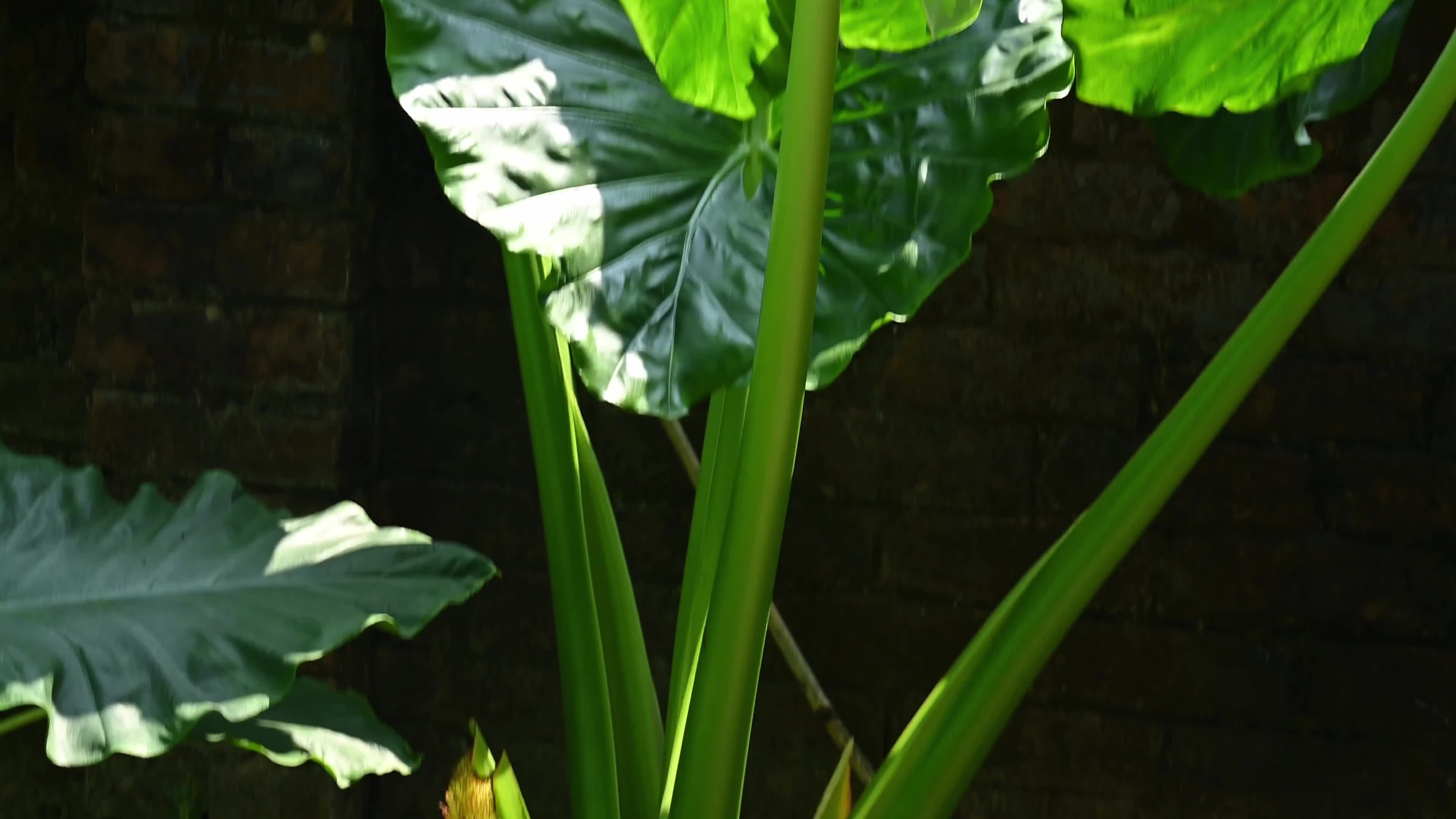 Giant taro - Alocasia macrorrhizos - Agriculture -  Traditional food