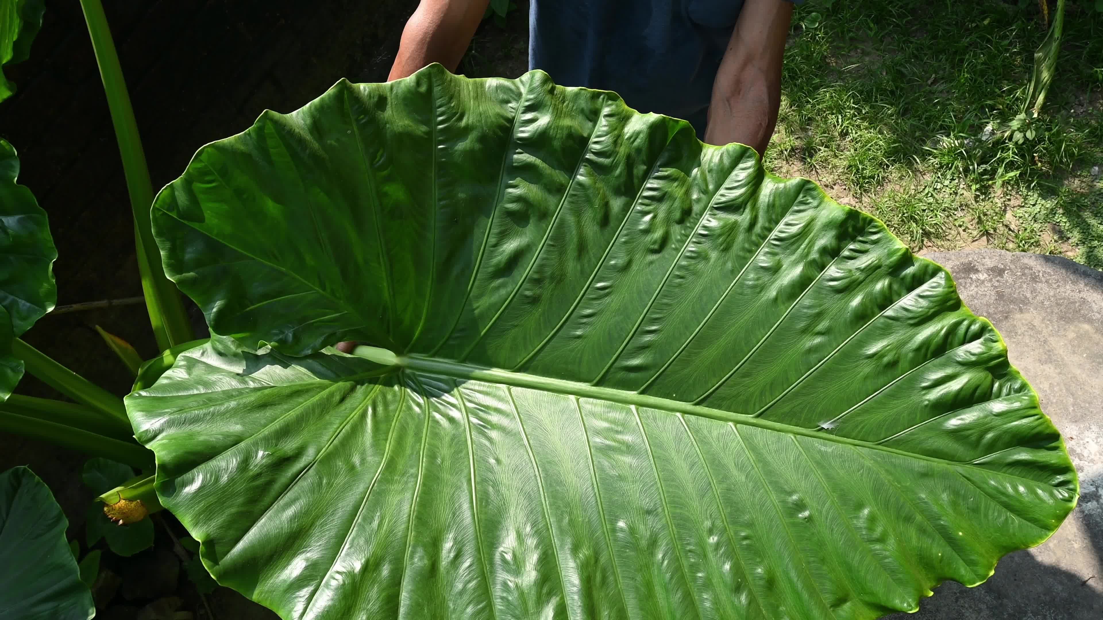 Giant taro - Alocasia macrorrhizos - Agriculture -  Traditional food