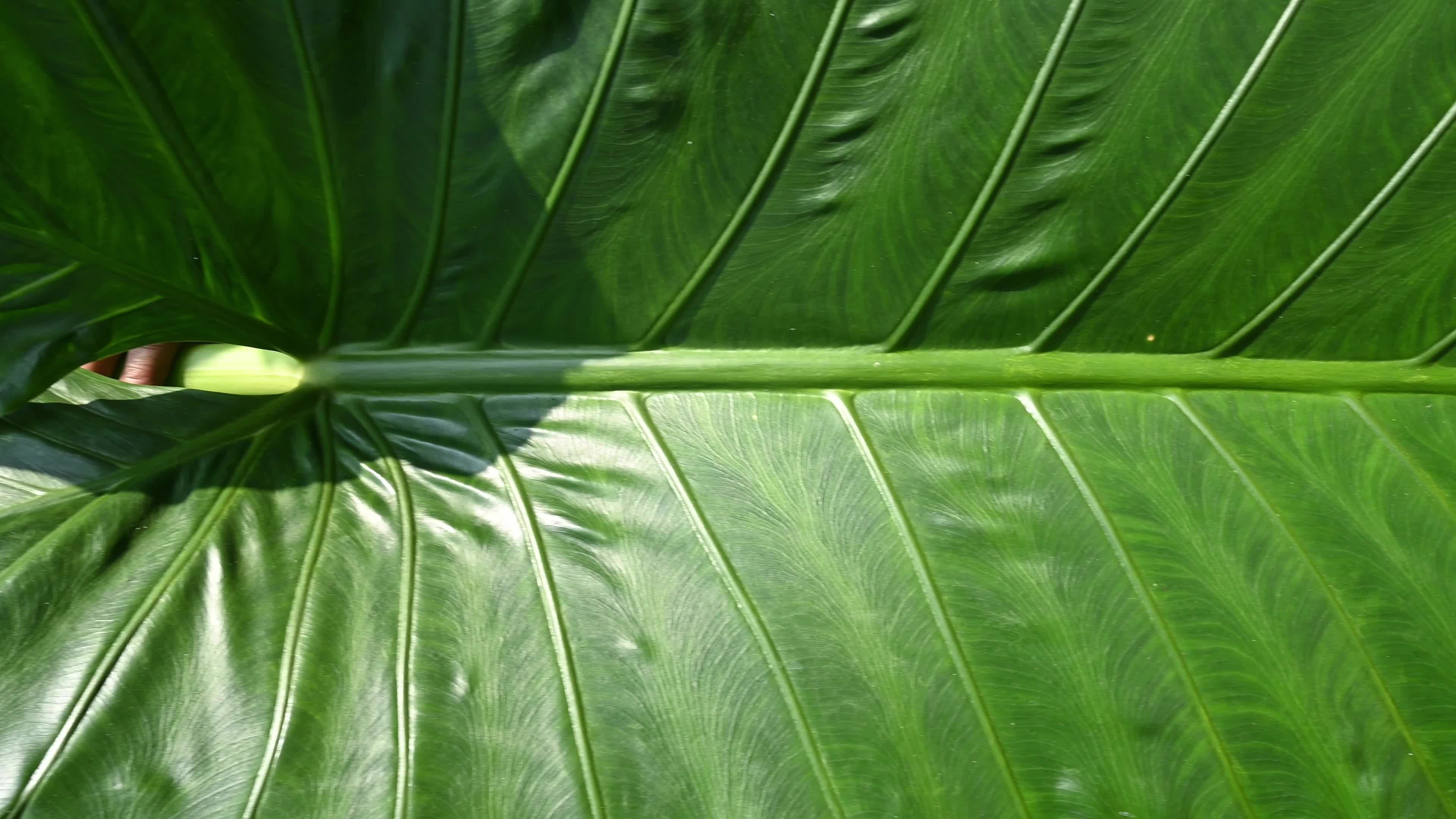 Giant taro - Alocasia macrorrhizos - Agriculture -  Traditional food