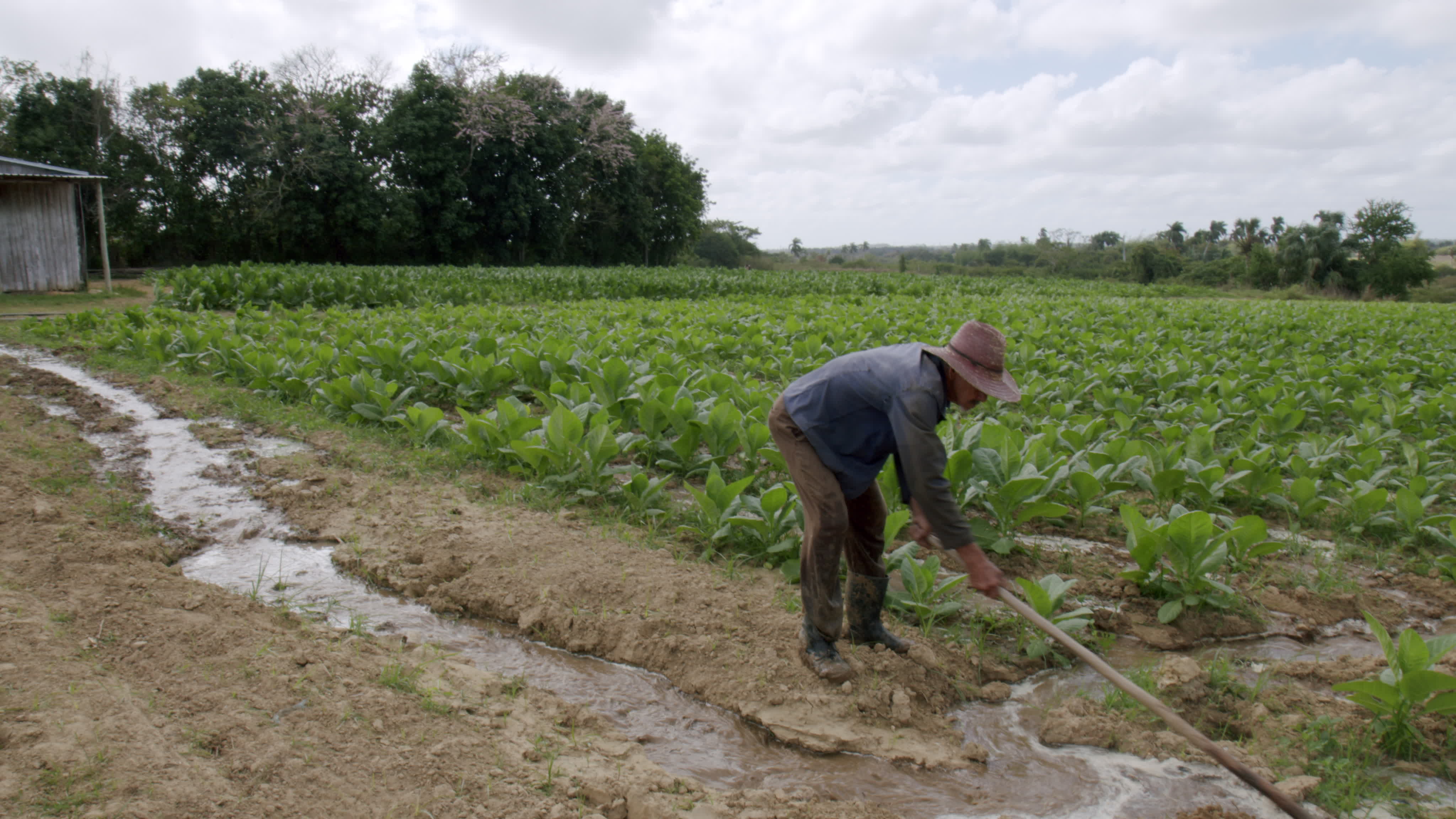 Daily Life In Vinales