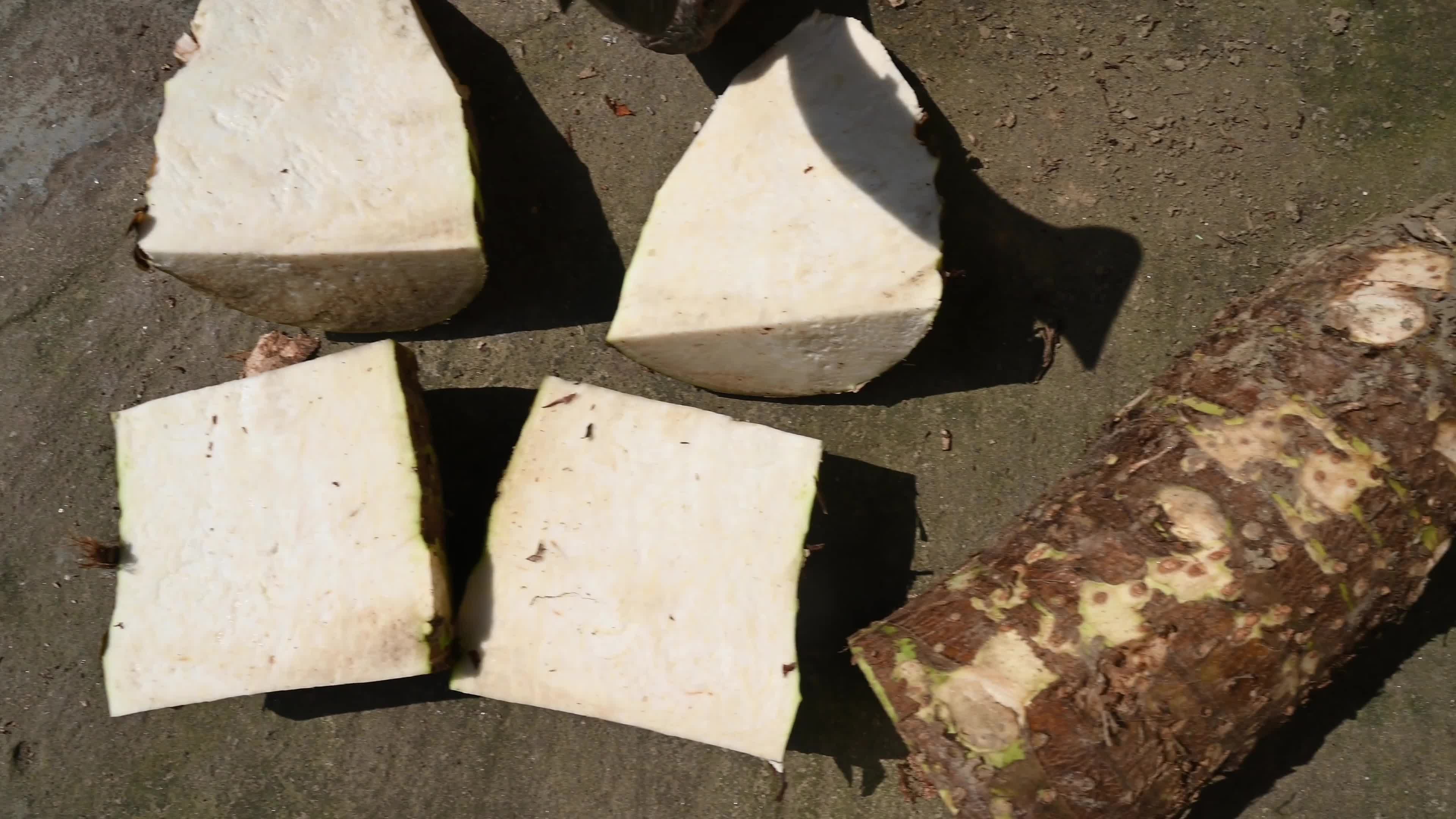 Giant taro - Alocasia macrorrhizos - Agriculture -  Traditional food