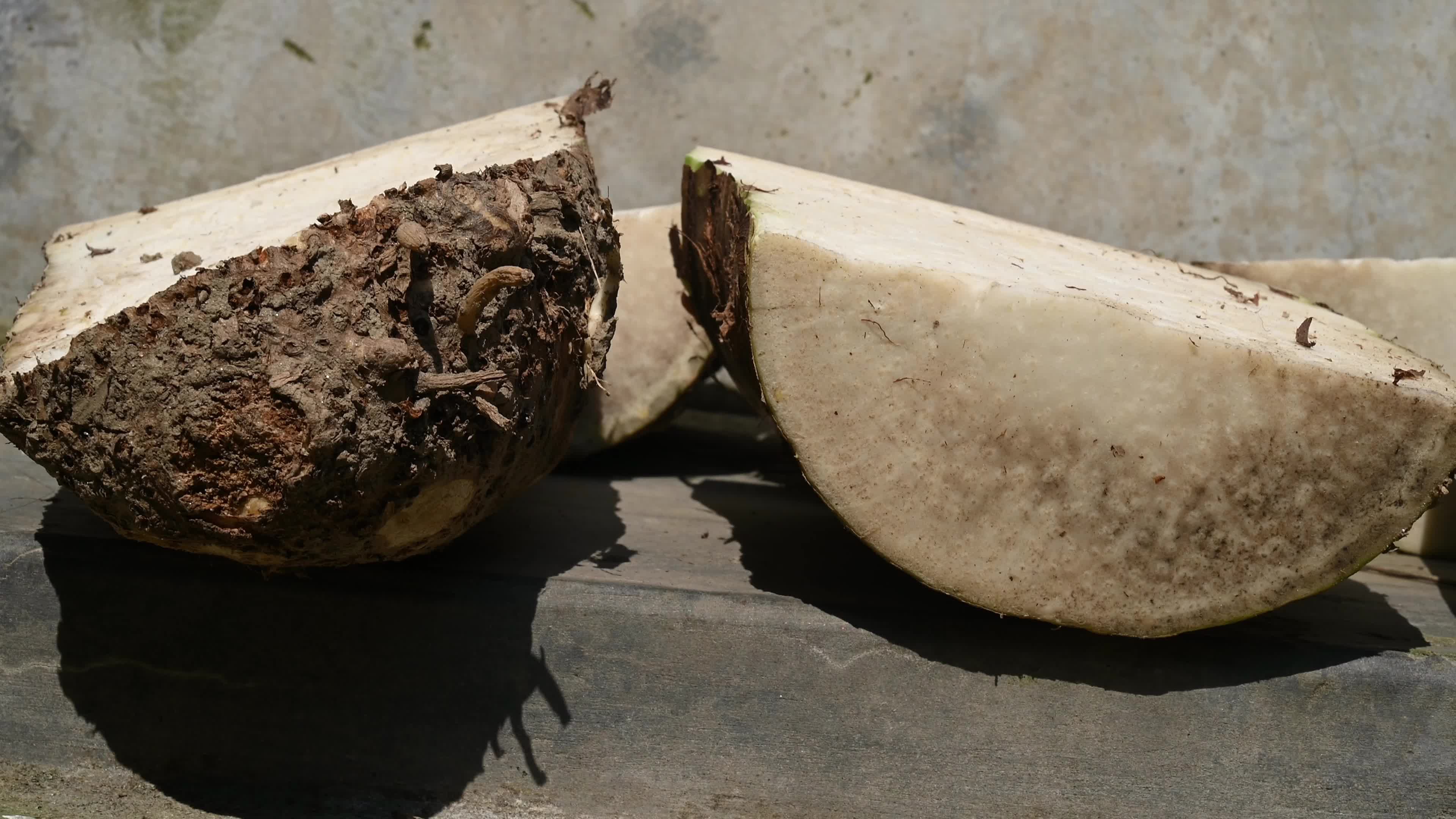 Giant taro - Alocasia macrorrhizos - Agriculture -  Traditional food
