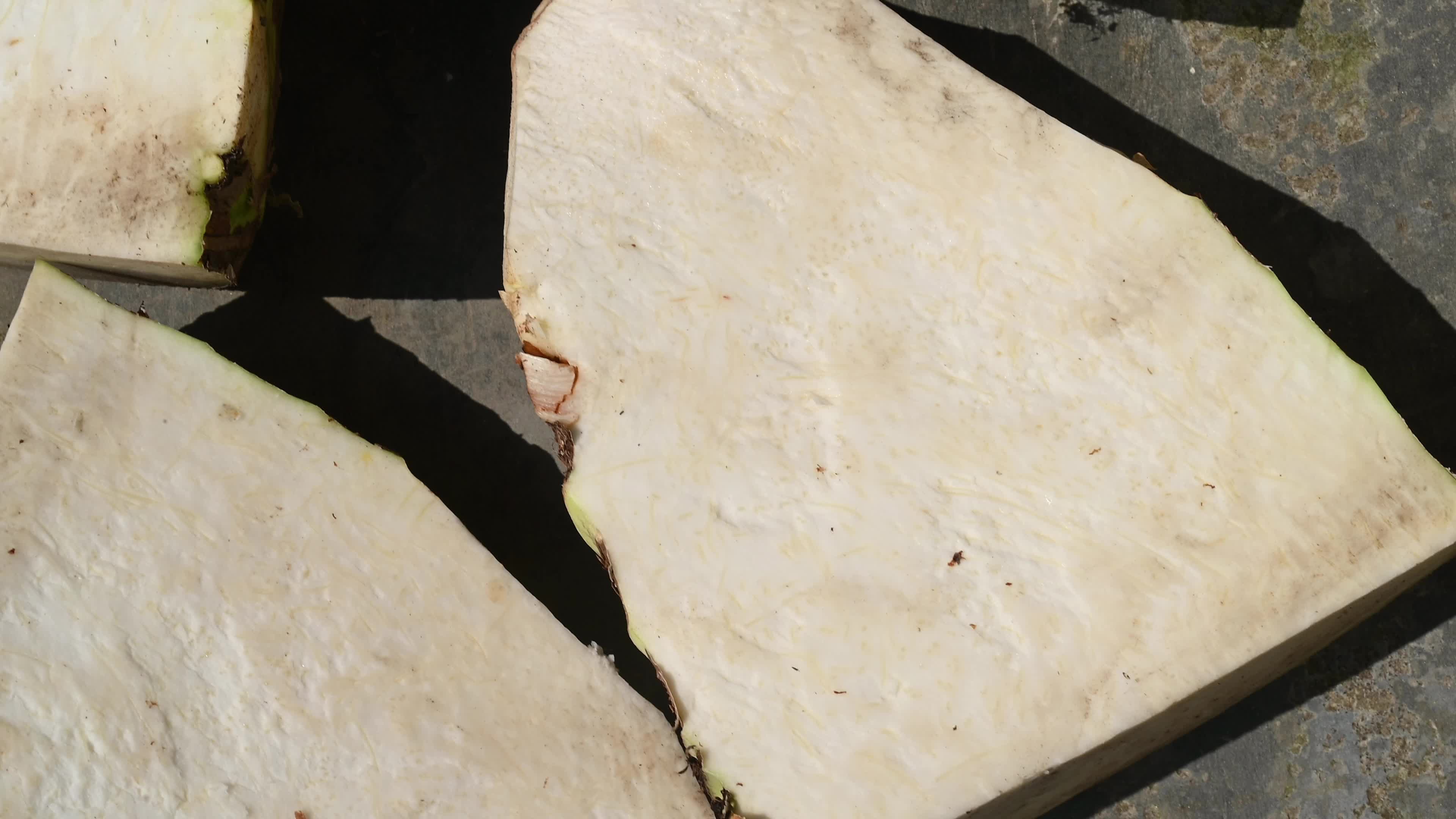 Giant taro - Alocasia macrorrhizos - Agriculture -  Traditional food