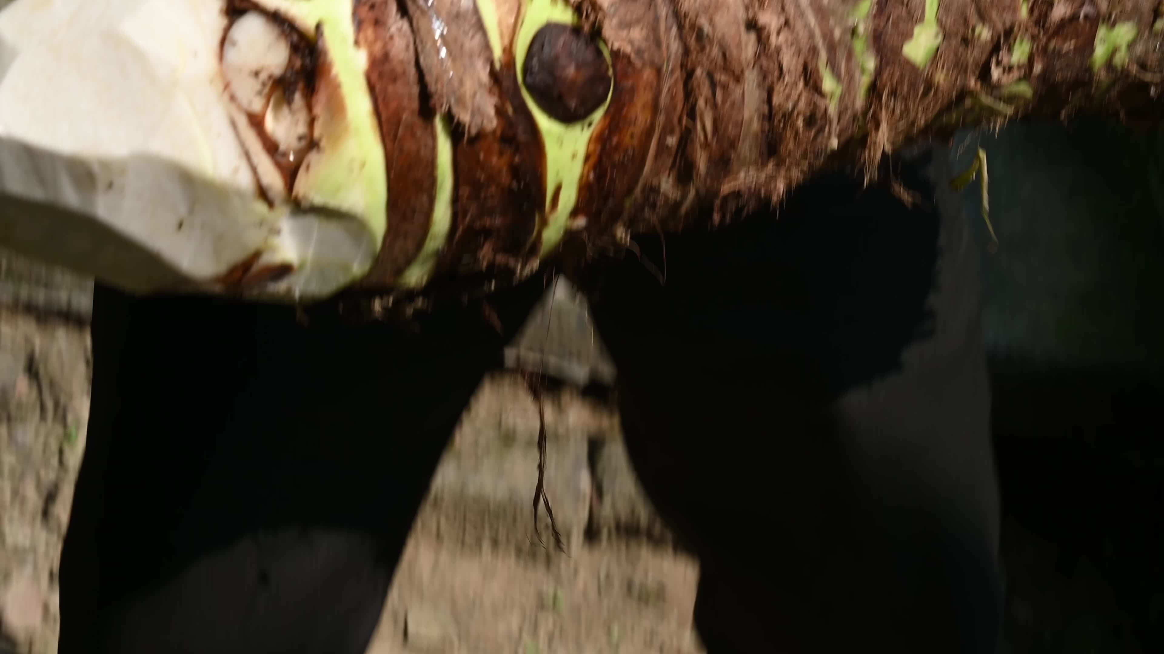 Giant taro - Alocasia macrorrhizos - Agriculture -  Traditional food