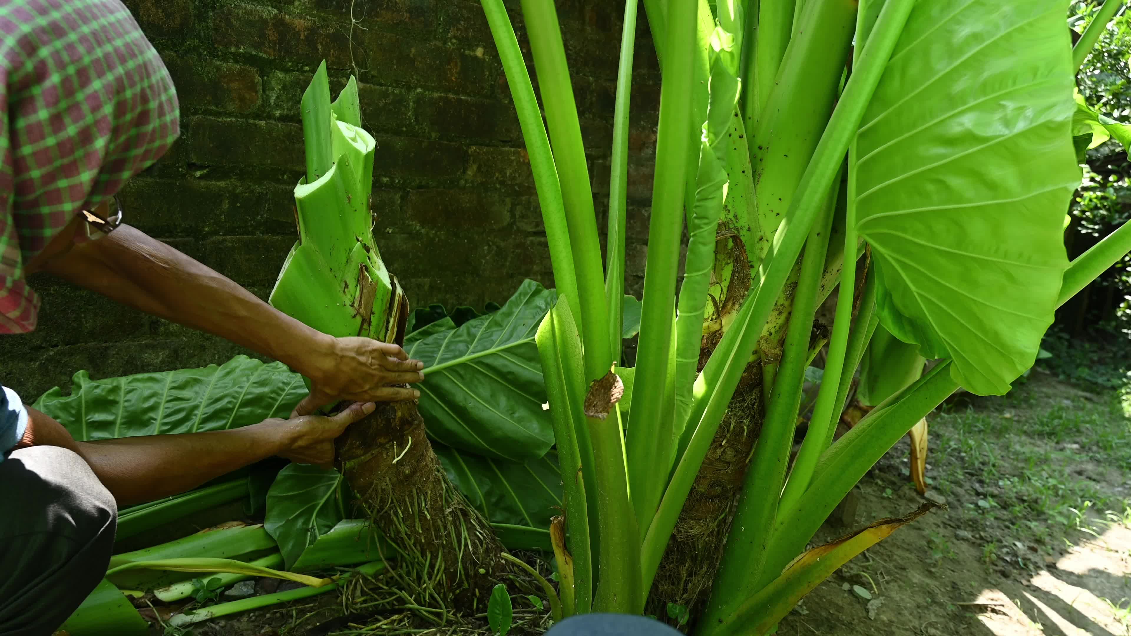 Giant taro - Alocasia macrorrhizos - Agriculture -  Traditional food