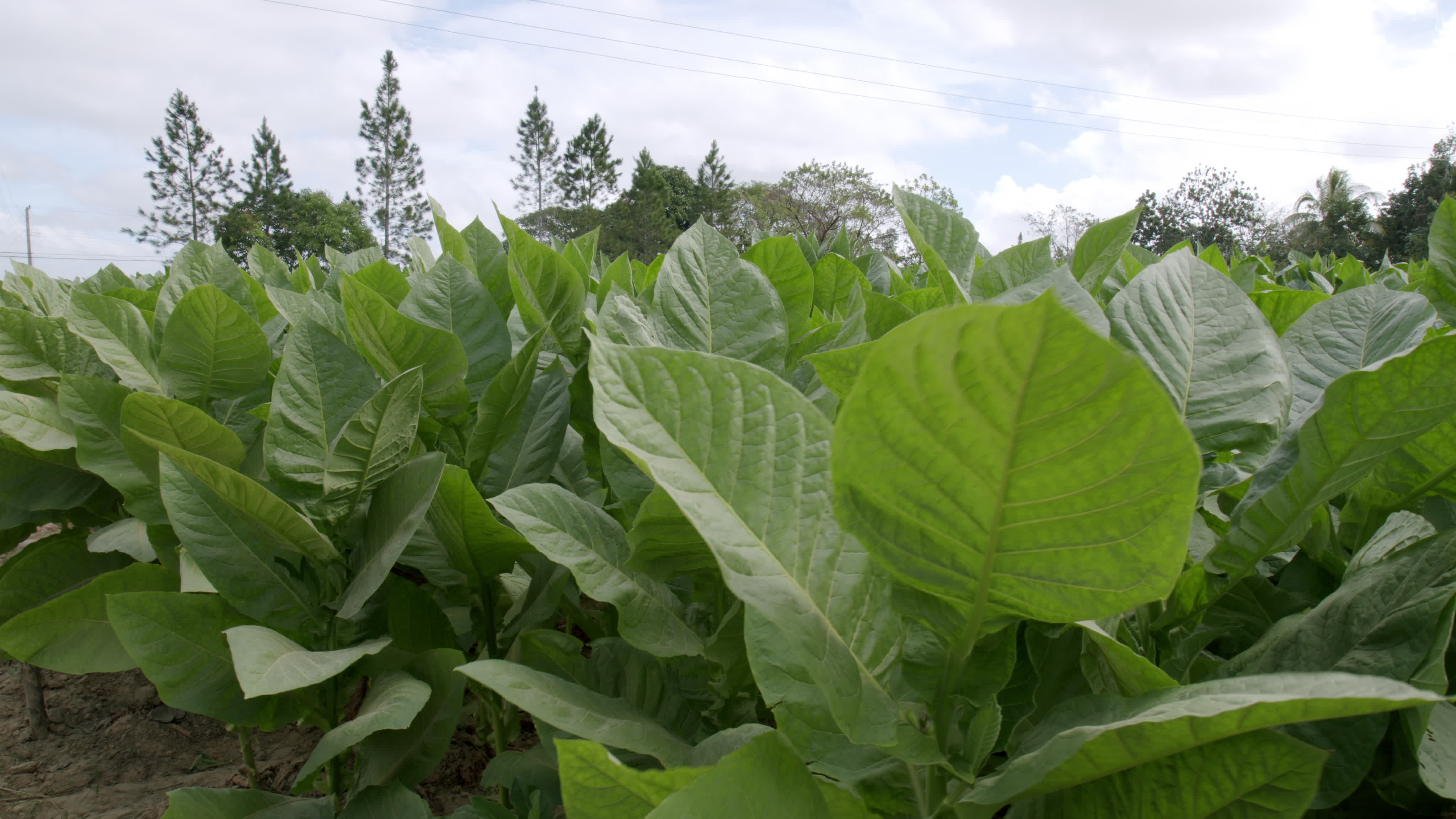 Daily Life In Vinales