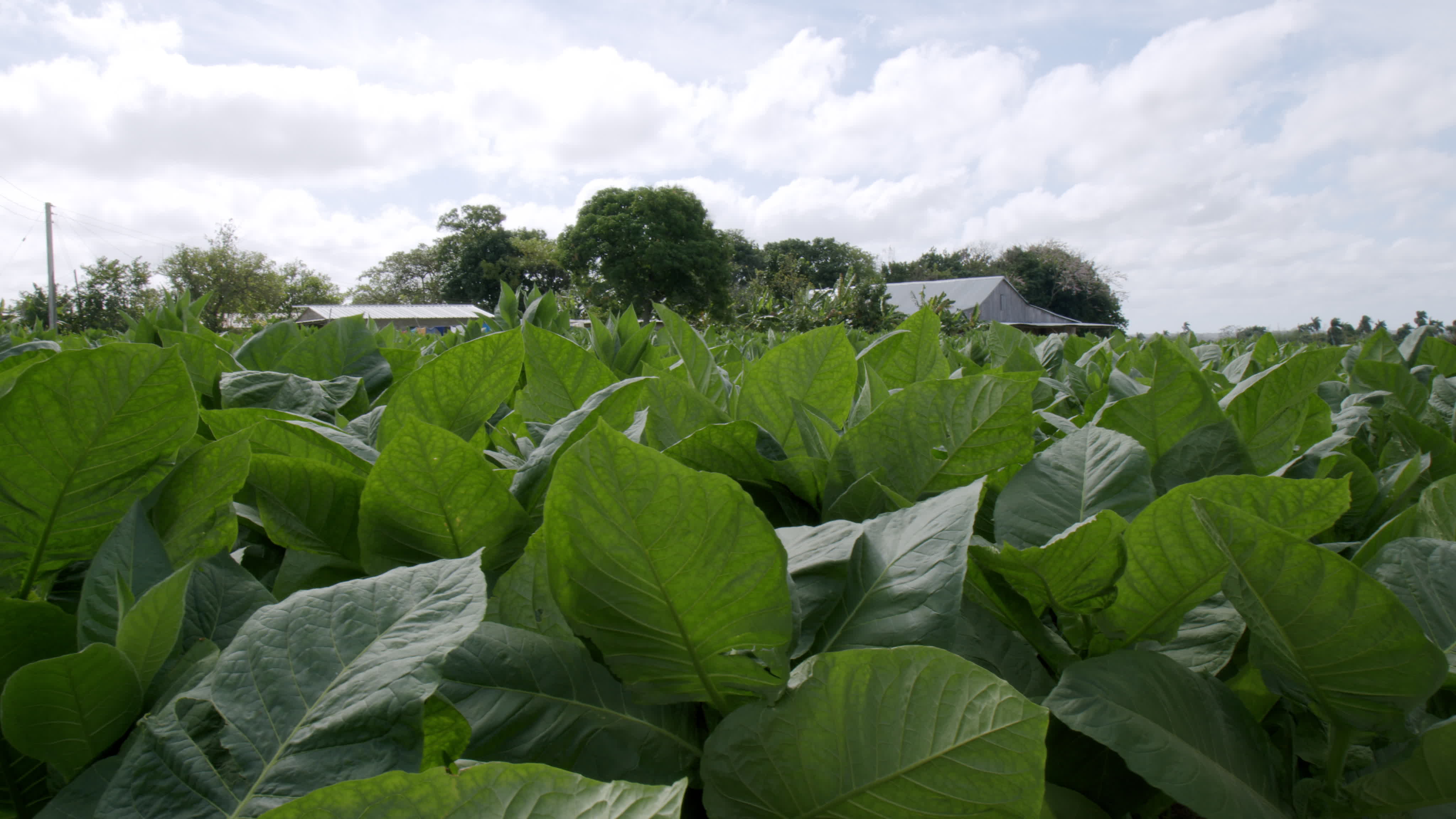 Daily Life In Vinales