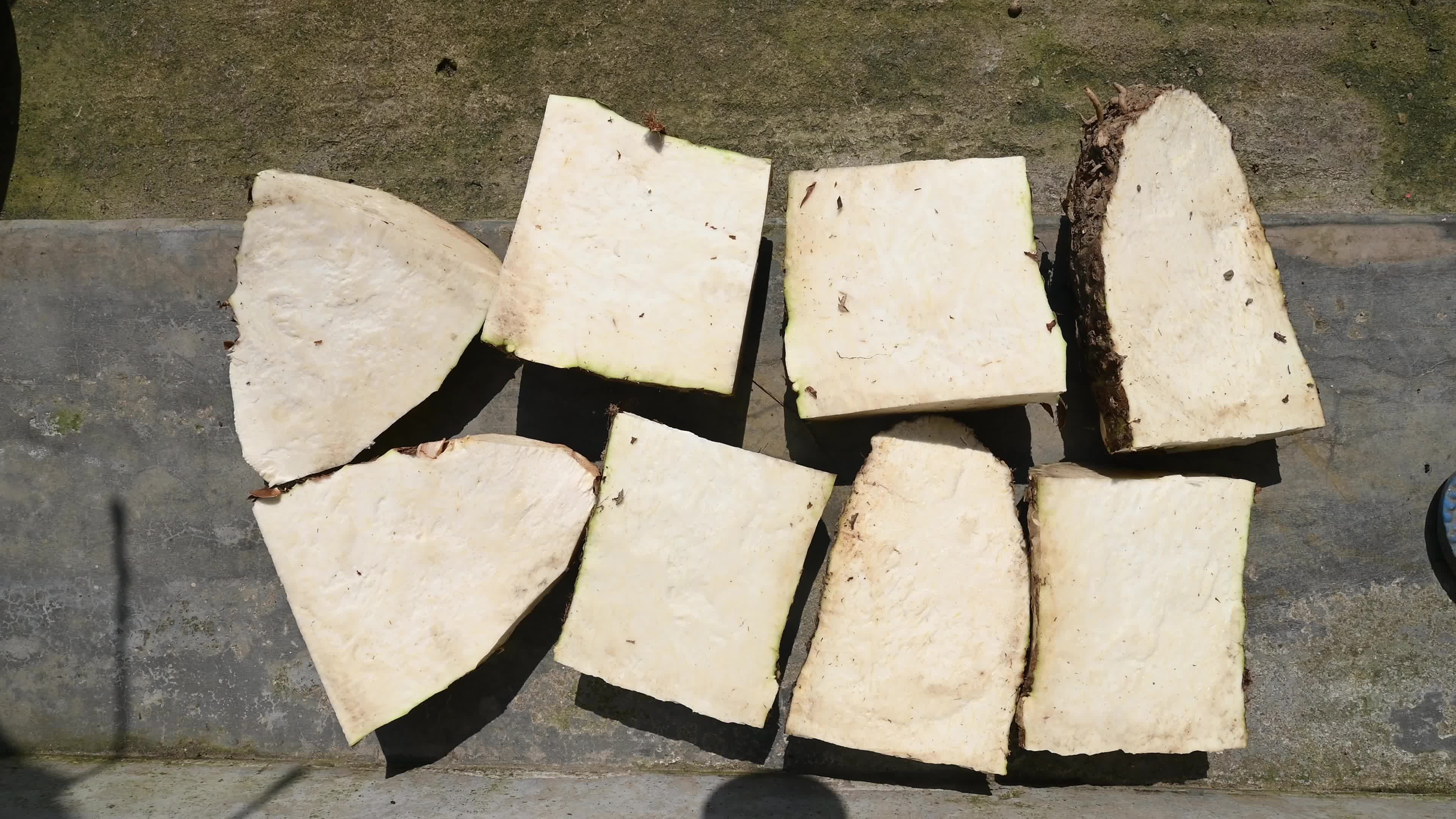 Giant taro - Alocasia macrorrhizos - Agriculture -  Traditional food