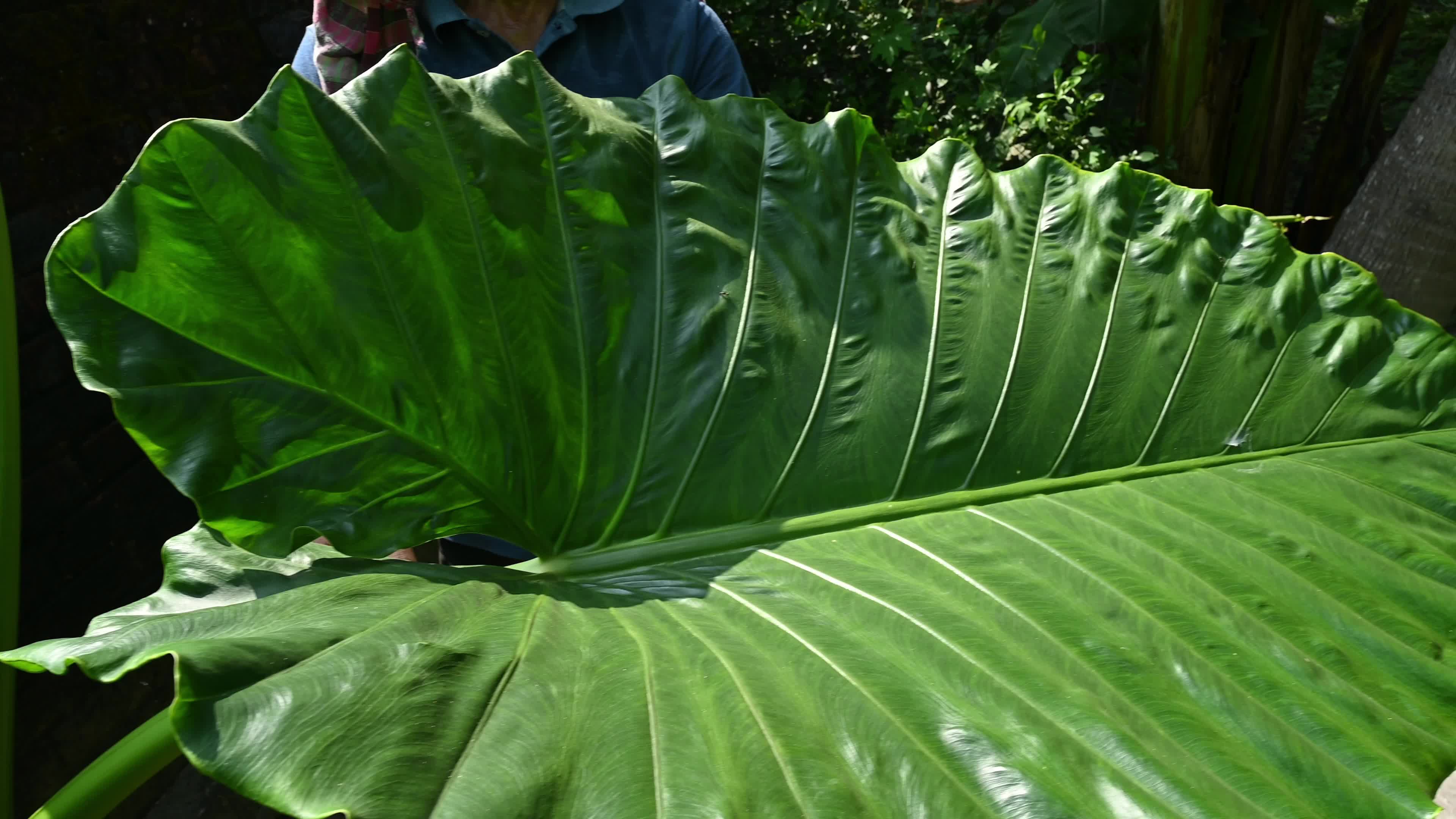 Giant taro - Alocasia macrorrhizos - Agriculture -  Traditional food