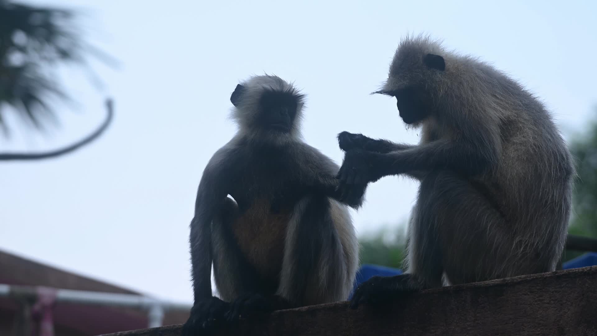 Northern plains grey langurs Grooming (Allogrooming) - Social Bonding