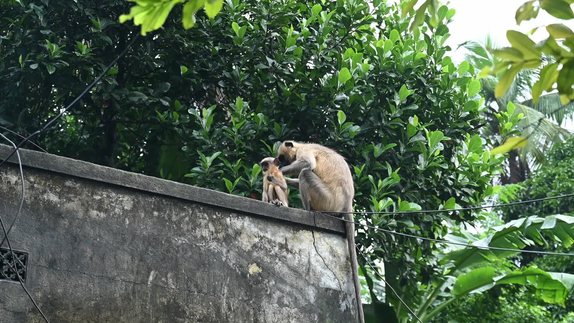 Northern plains grey langurs Grooming (Allogrooming) - Social Bonding