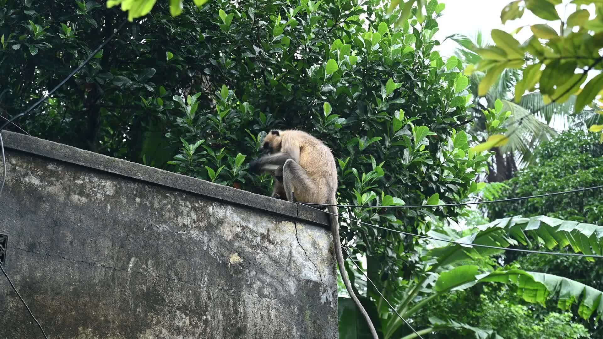 Northern plains grey langurs Grooming (Allogrooming) - Social Bonding
