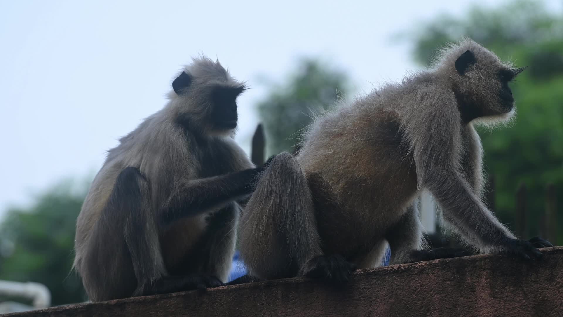 Northern plains grey langurs Grooming (Allogrooming) - Social Bonding