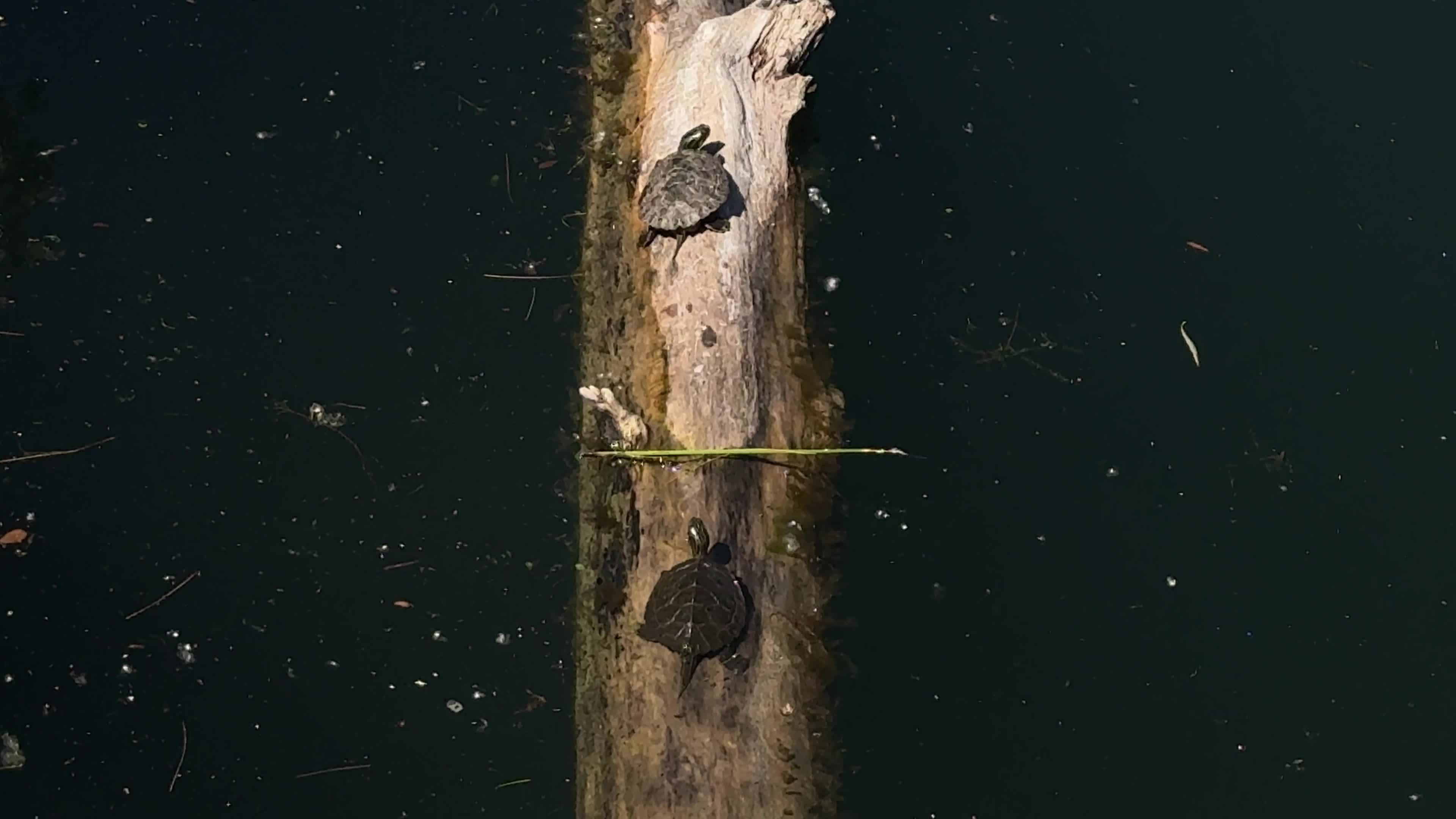Midland Painted Turtle, Toronto, Canada