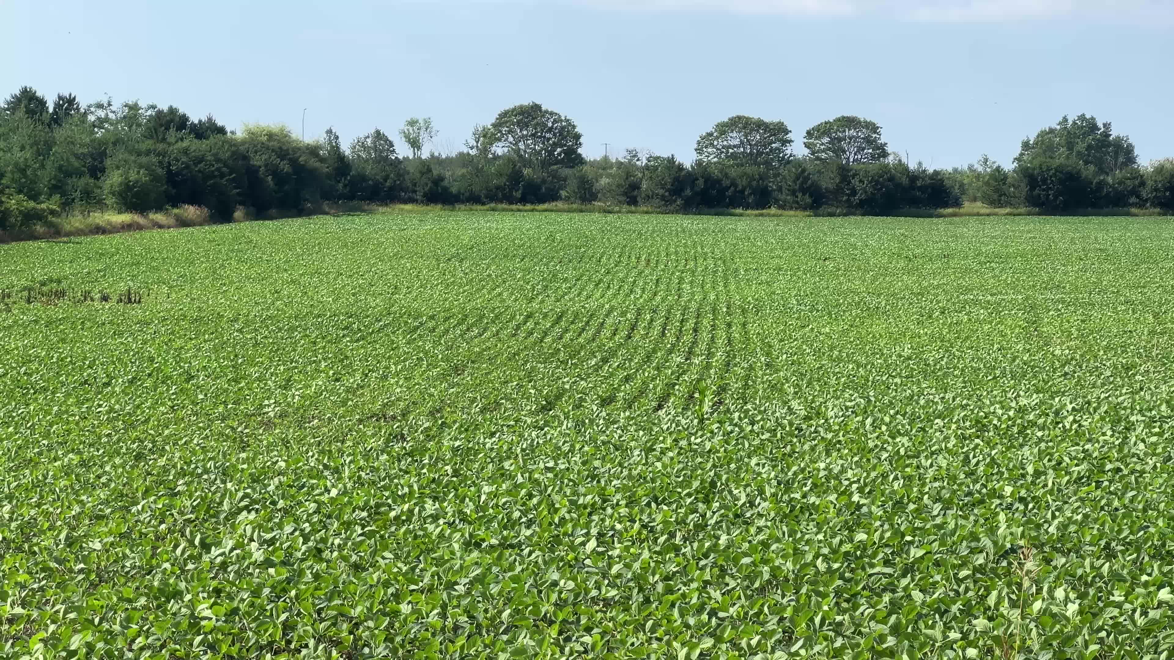 Agriculture in Canada - Soybeans