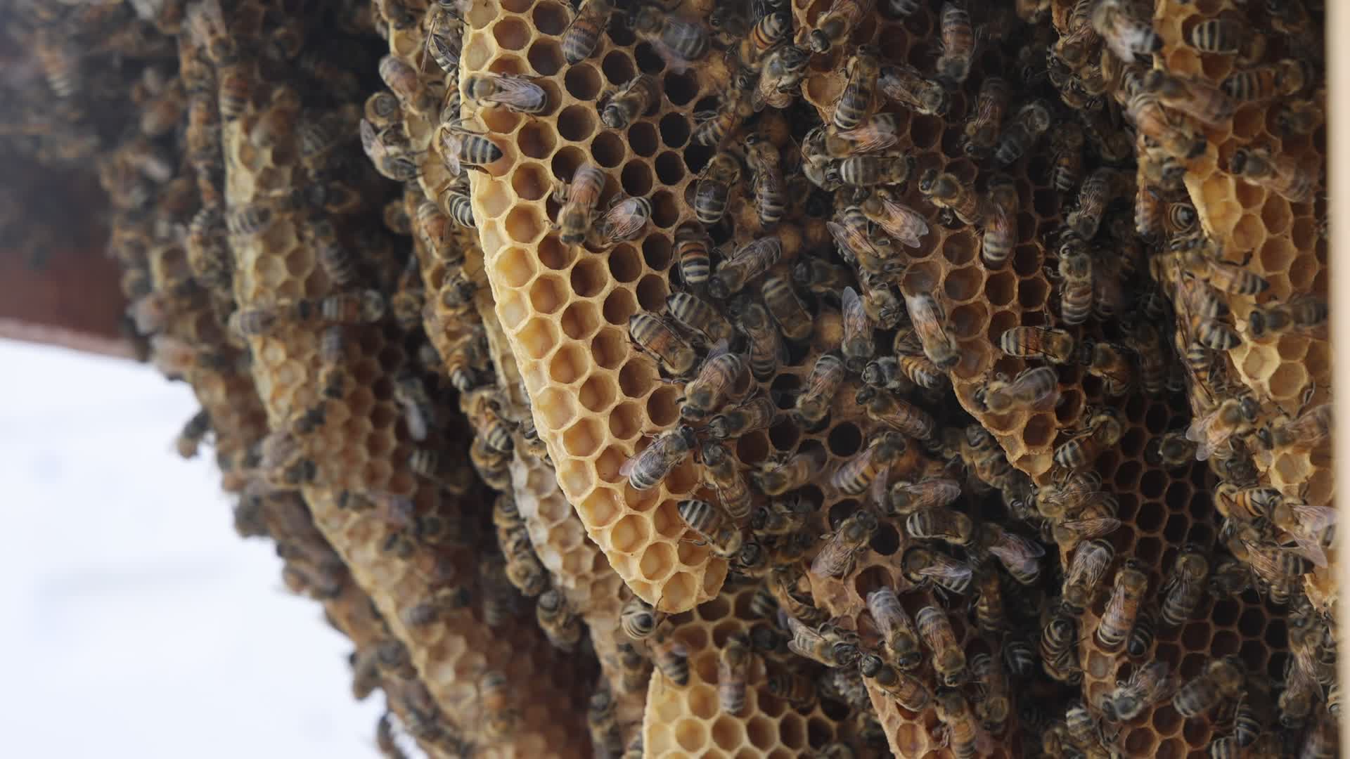 Honey production in Canada