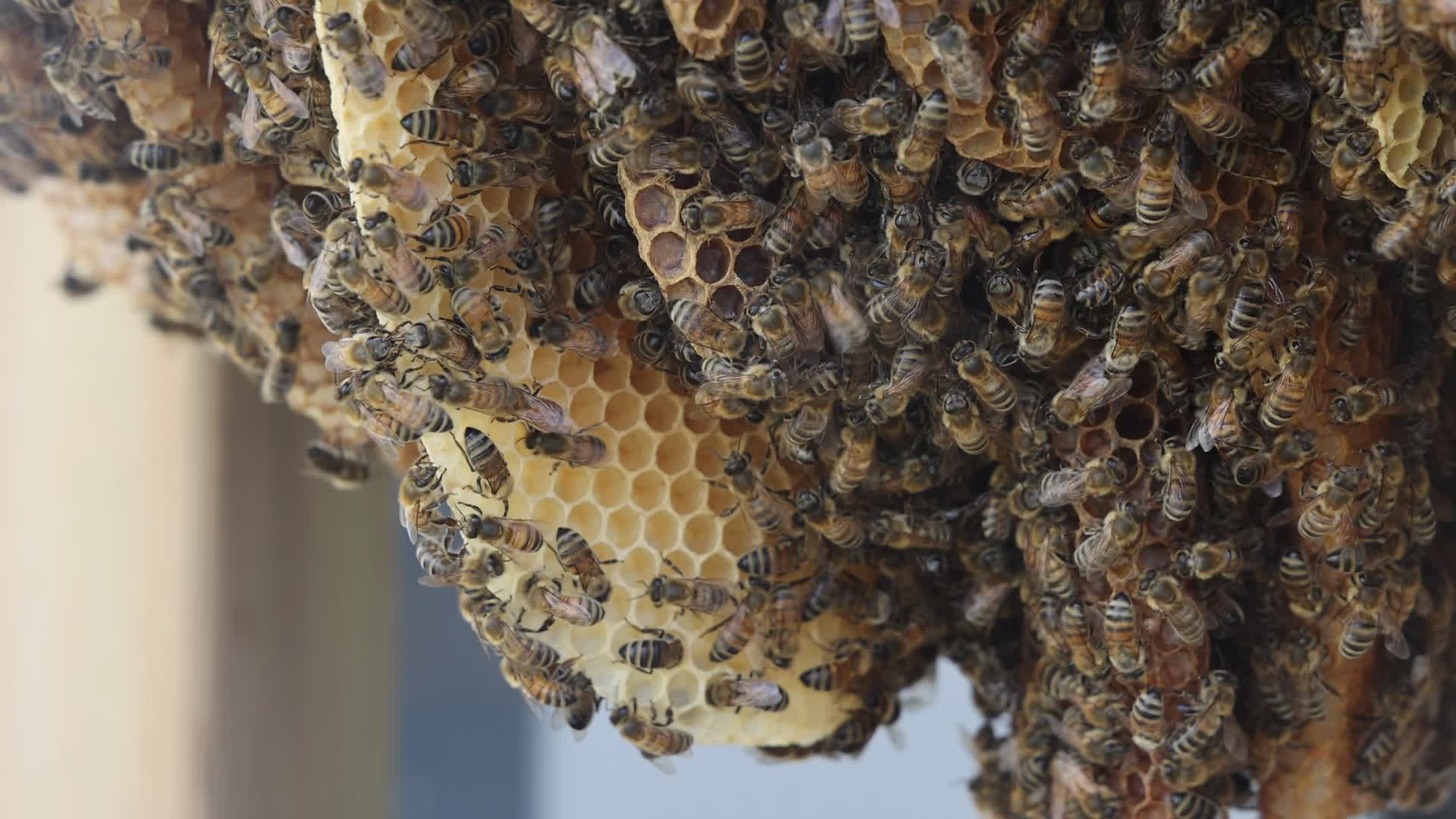 Honey production in Canada