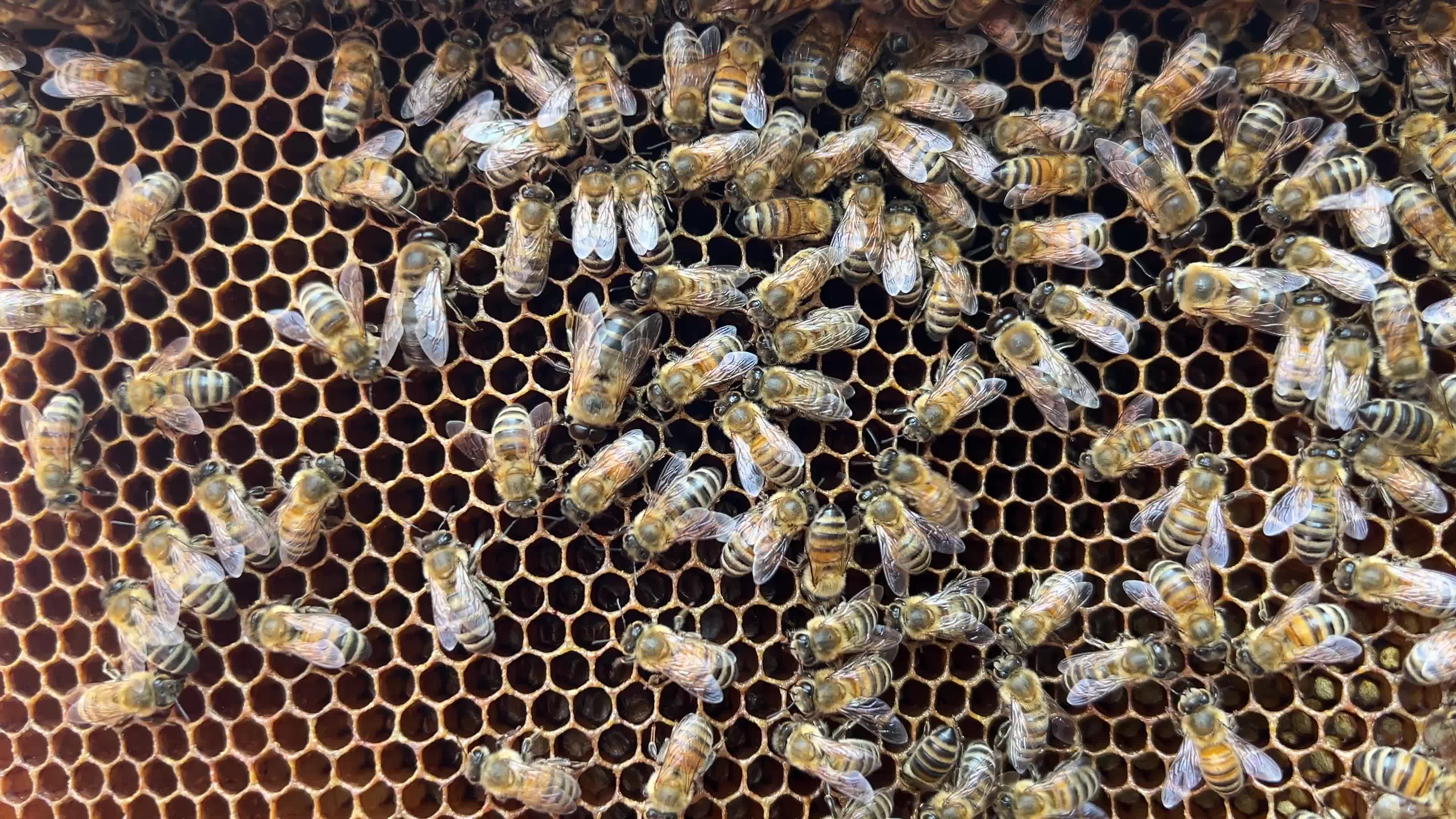 Honey production in Canada