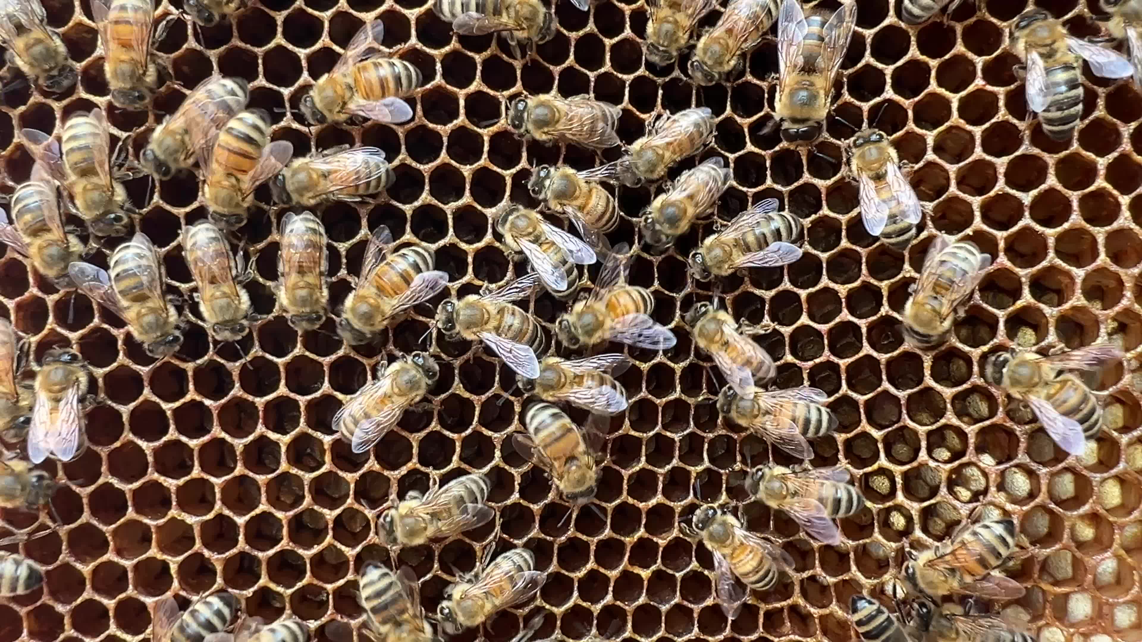 Honey production in Canada