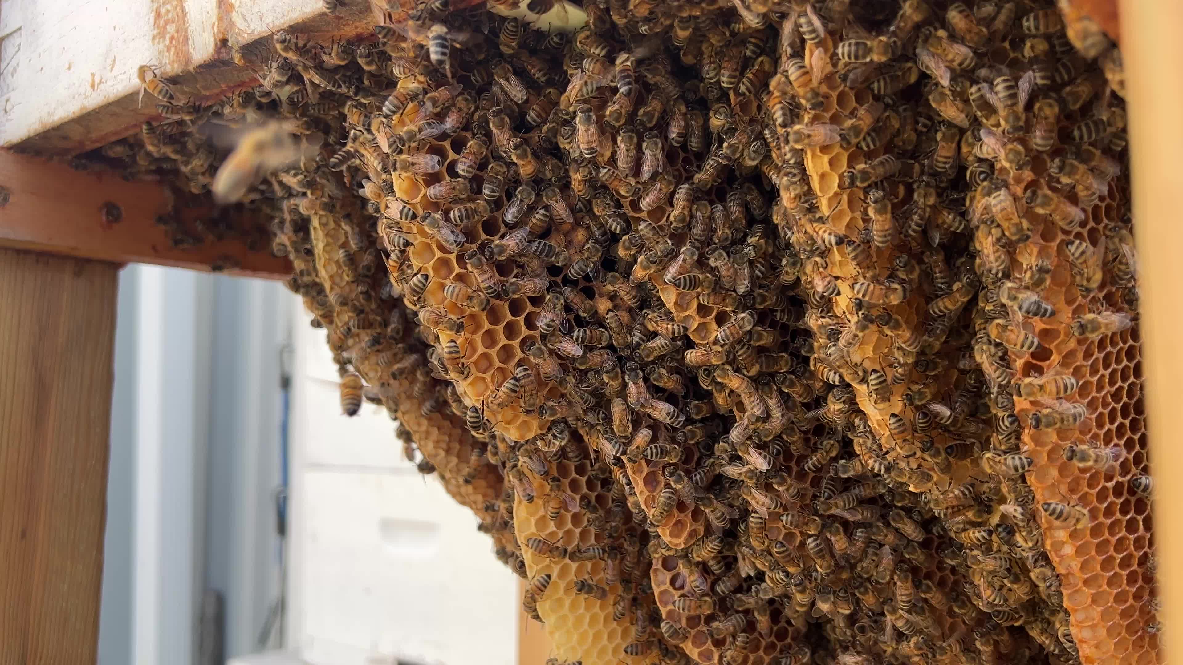 Honey production in Canada