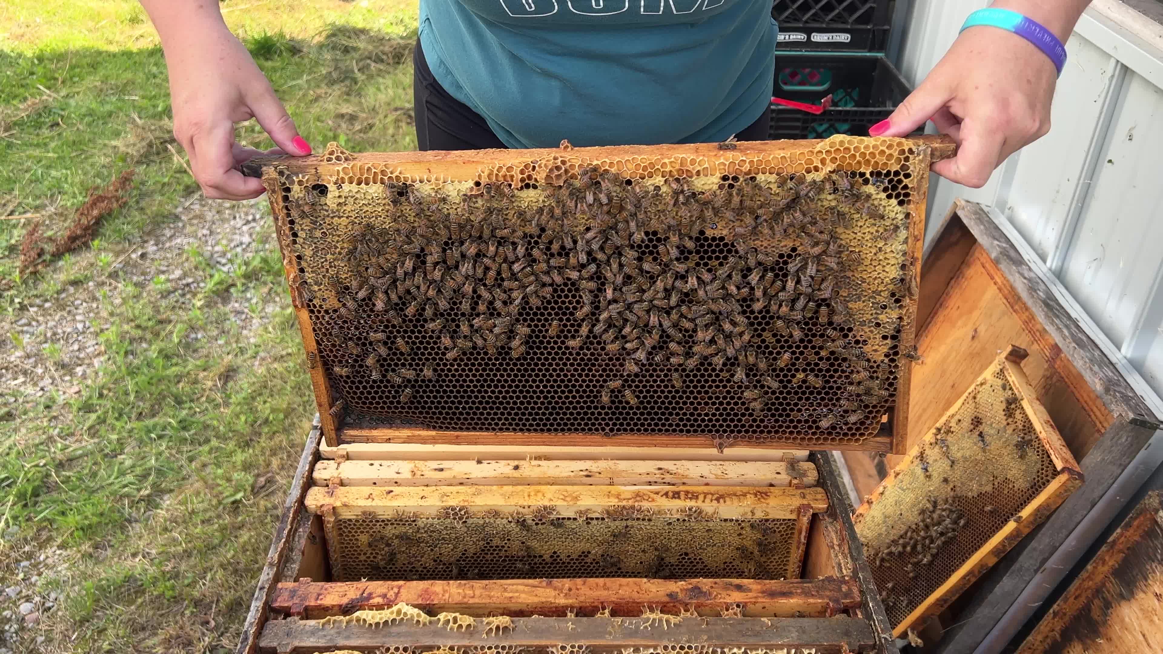 Honey production in Canada