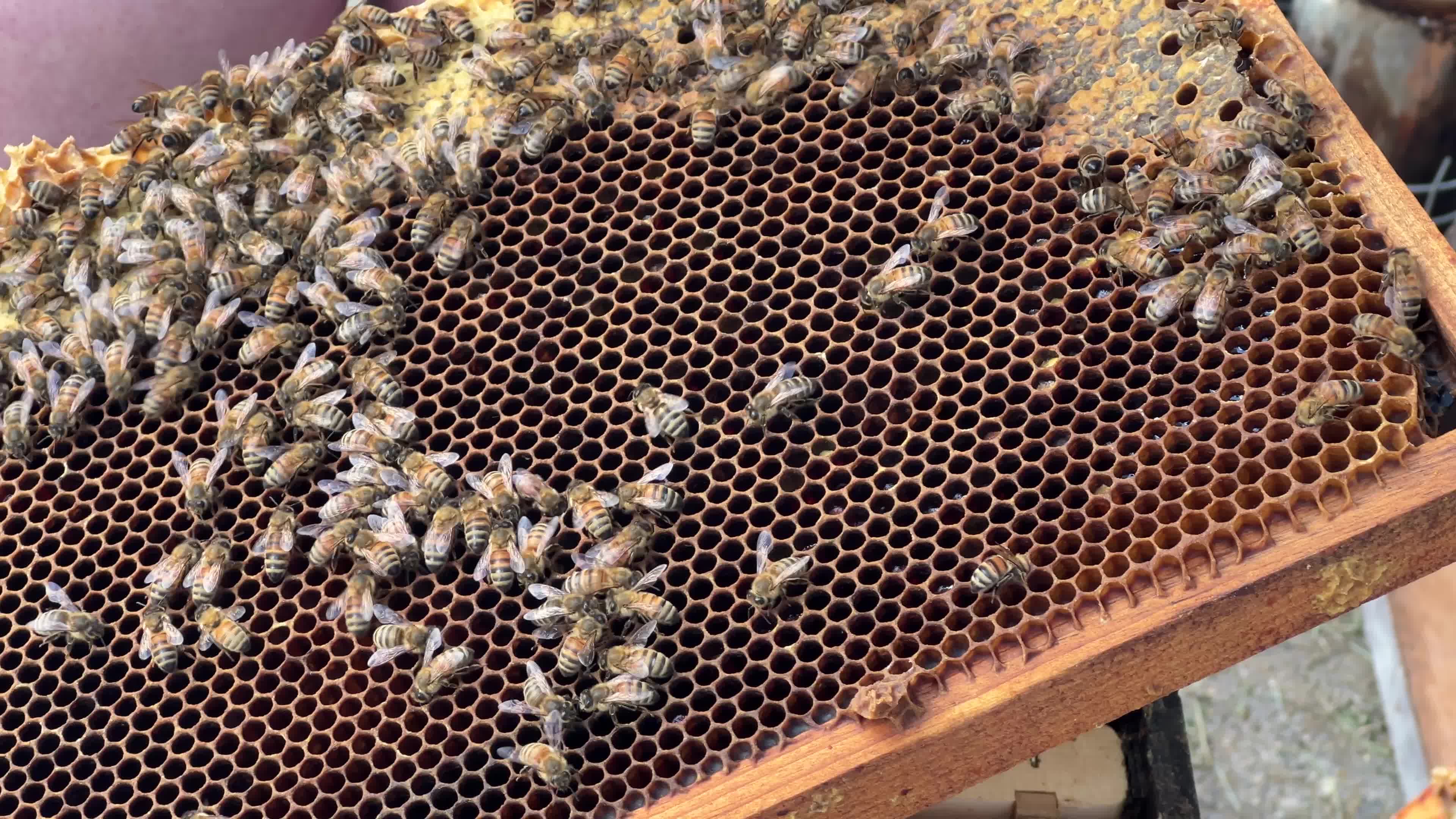 Honey production in Canada