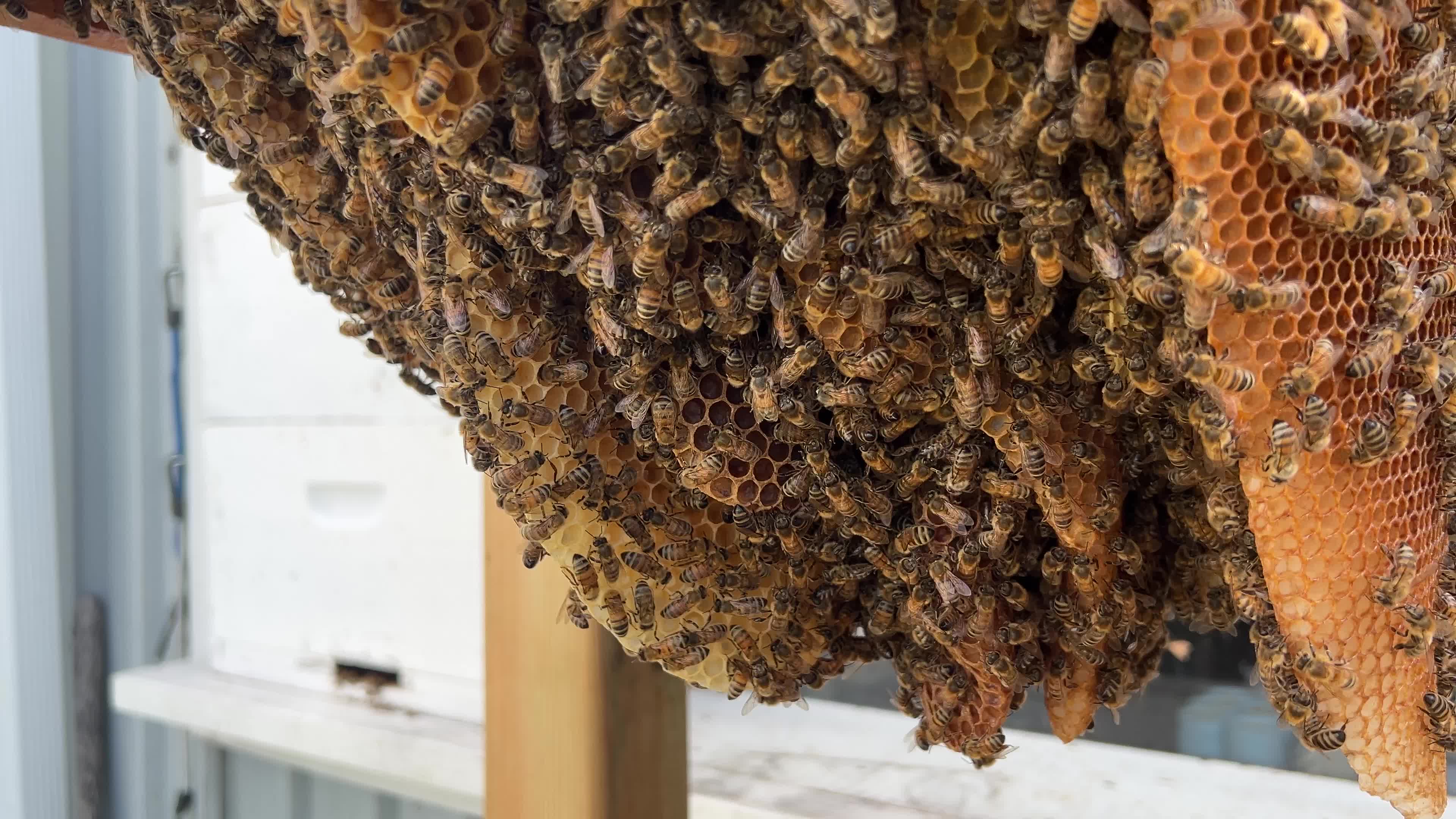 Honey production in Canada