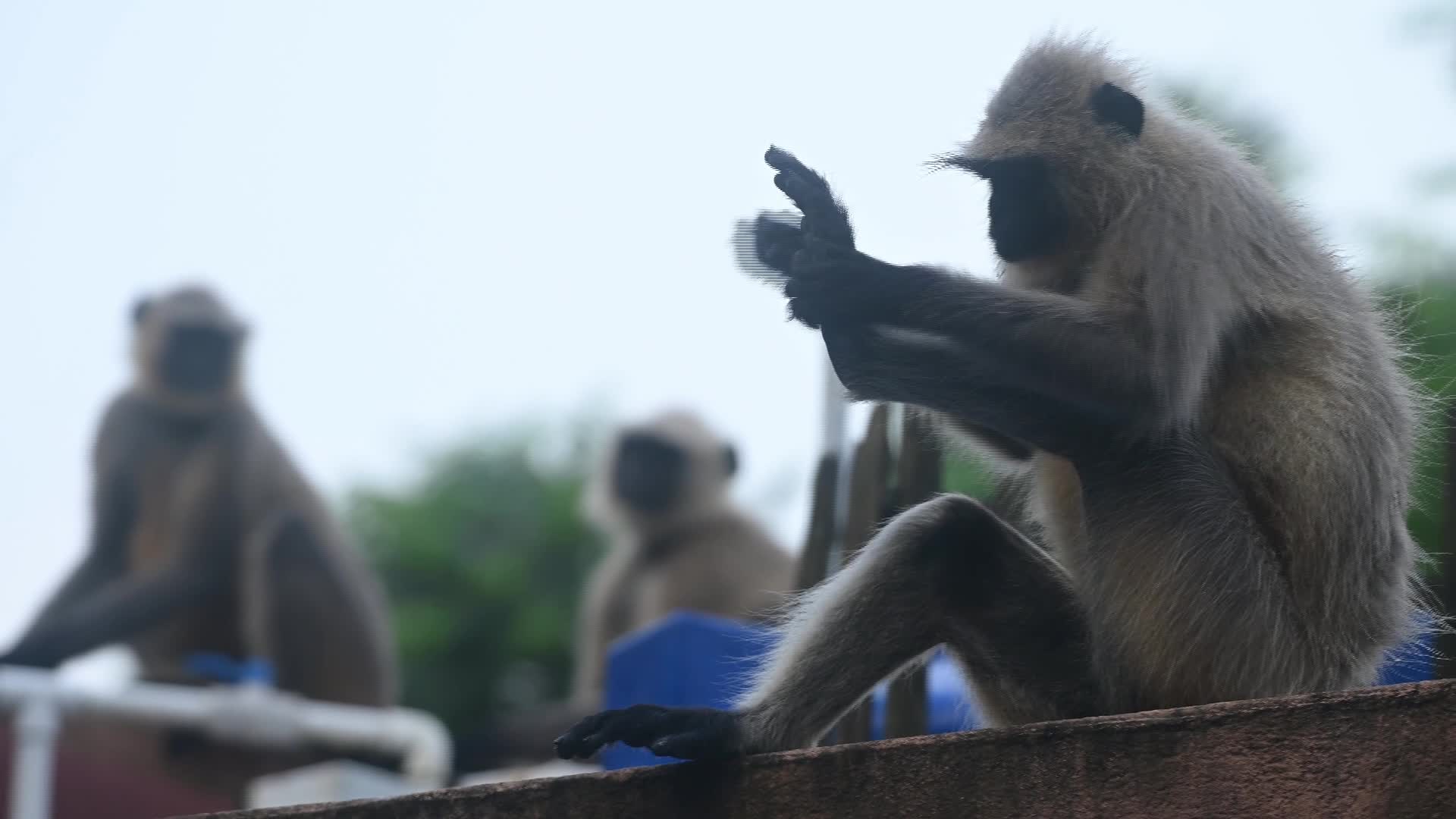 Northern plains grey langurs Grooming (Allogrooming) - Social Bonding - 07/24/2026