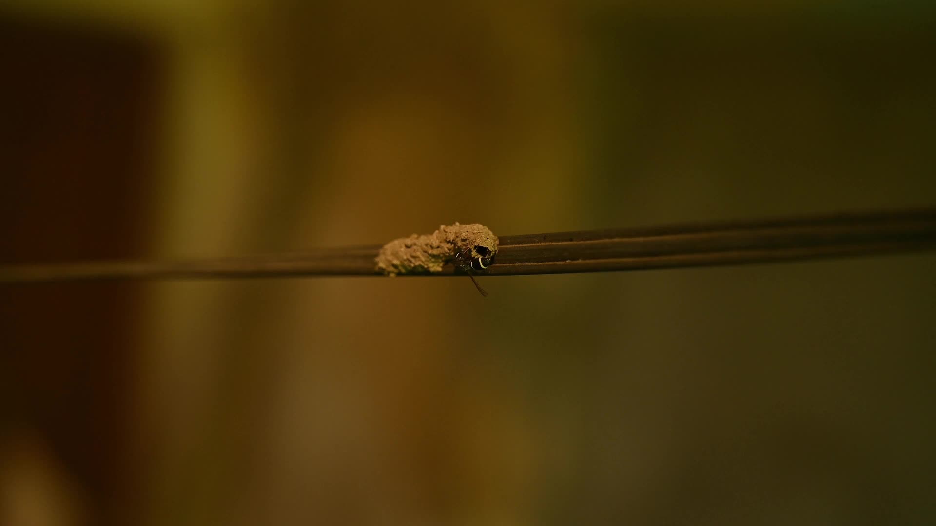 Potter wasp - Eumeninae - Animal India