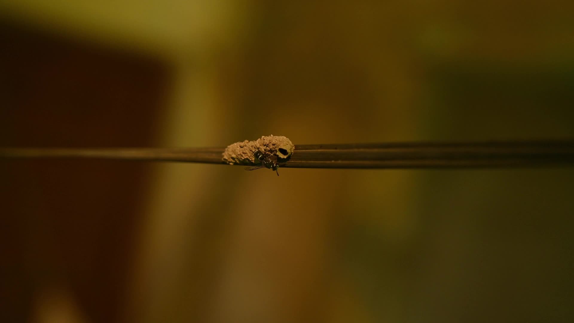 Potter wasp - Eumeninae - Animal India